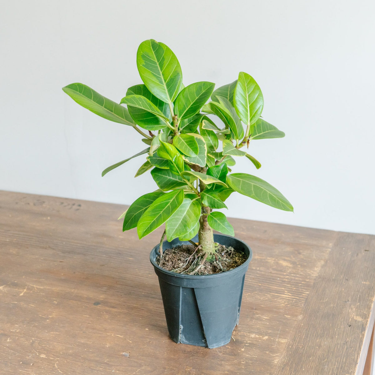 フィカス アルテシマをオーダーするならFlower&amp;Plants tette │ 「手から手へ、想いを運ぶフラワーショップ」【板橋駅徒歩4分】【熟練フローリスト夫婦が運営】【最短2営業日で発送】【24時間365日注文OK】【ギフトは3300円〜】フラワーギフトを手から手へ、想いを込めたブーケやアレンジメントで大切な人に感謝と愛情を。シーンや用途に合わせて選びやすい豊富な種