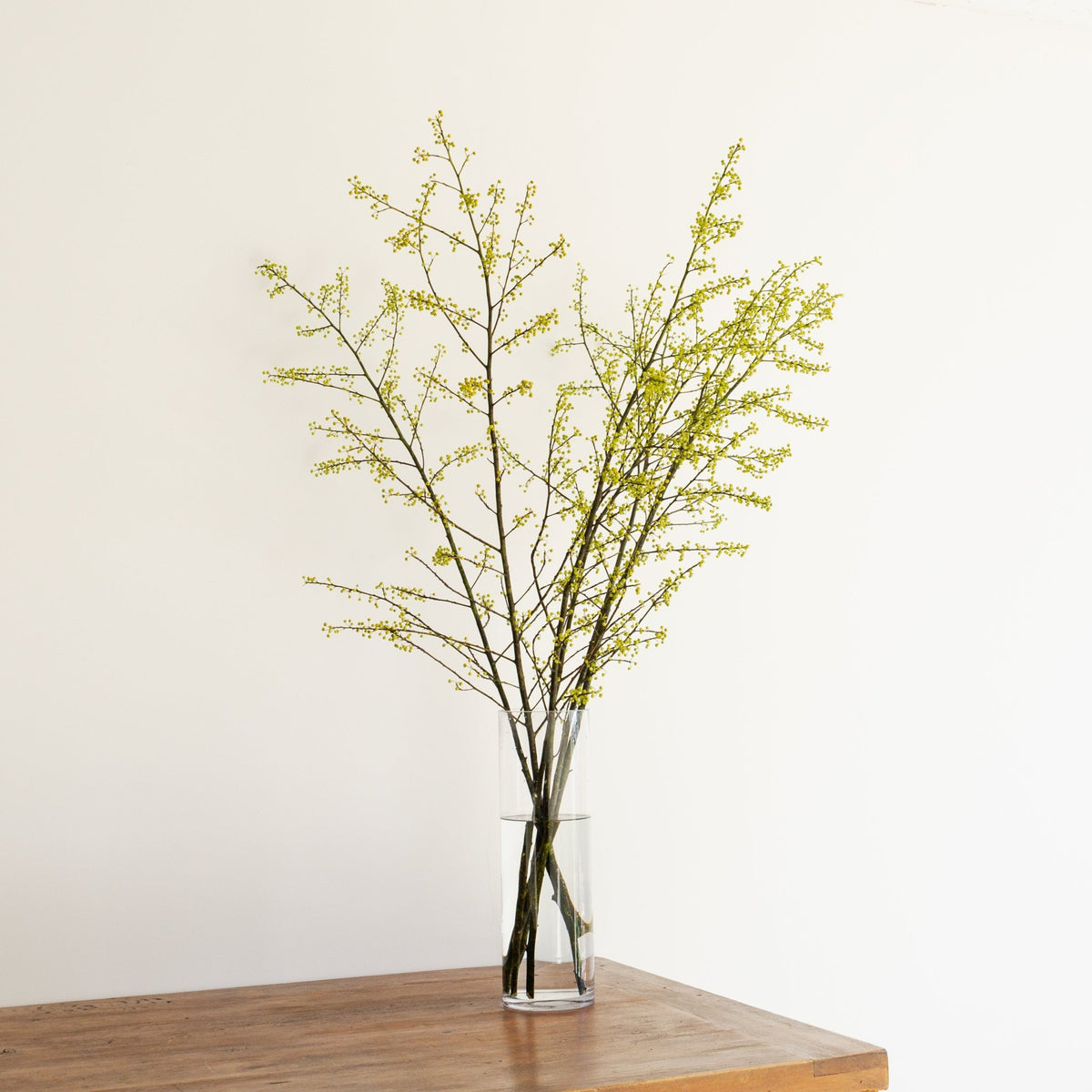 枝もの定期便をオーダーするならFlower&amp;Plants tette │ 「手から手へ、想いを運ぶフラワーショップ」【板橋駅徒歩4分】【熟練フローリスト夫婦が運営】【最短2営業日で発送】【24時間365日注文OK】【ギフトは3300円〜】フラワーギフトを手から手へ、想いを込めたブーケやアレンジメントで大切な人に感謝と愛情を。シーンや用途に合わせて選びやすい豊富な種