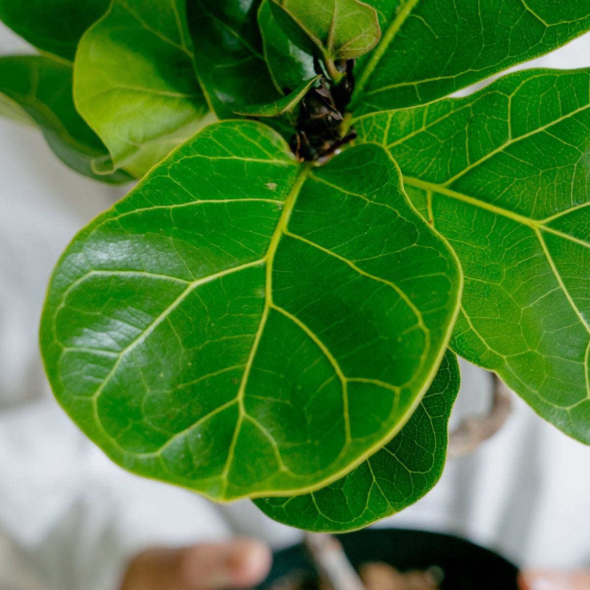 フィカス　バンビーノをオーダーするならFlower&amp;Plants tette │ 「手から手へ、想いを運ぶフラワーショップ」【板橋駅徒歩4分】【熟練フローリスト夫婦が運営】【最短2営業日で発送】【24時間365日注文OK】【ギフトは3300円〜】フラワーギフトを手から手へ、想いを込めたブーケやアレンジメントで大切な人に感謝と愛情を。シーンや用途に合わせて選びやすい豊富な種