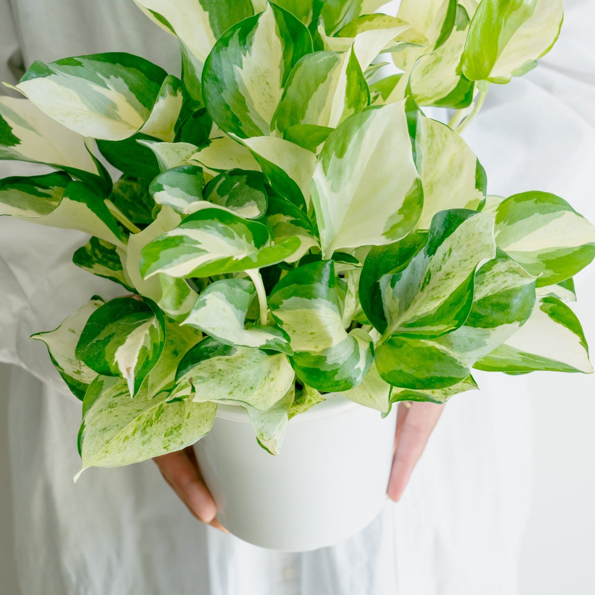 ポトス ステータスをオーダーするならFlower&amp;Plants tette │ 「手から手へ、想いを運ぶフラワーショップ」【板橋駅徒歩4分】【熟練フローリスト夫婦が運営】【最短2営業日で発送】【24時間365日注文OK】【ギフトは3300円〜】フラワーギフトを手から手へ、想いを込めたブーケやアレンジメントで大切な人に感謝と愛情を。シーンや用途に合わせて選びやすい豊富な種