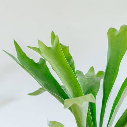 ビカクシダ ネザーランド POTセットをオーダーするならFlower&amp;Plants tette │ 「手から手へ、想いを運ぶフラワーショップ」【板橋駅徒歩4分】【熟練フローリスト夫婦が運営】【最短2営業日で発送】【24時間365日注文OK】【ギフトは3300円〜】フラワーギフトを手から手へ、想いを込めたブーケやアレンジメントで大切な人に感謝と愛情を。シーンや用途に合わせて選びやすい豊富な種