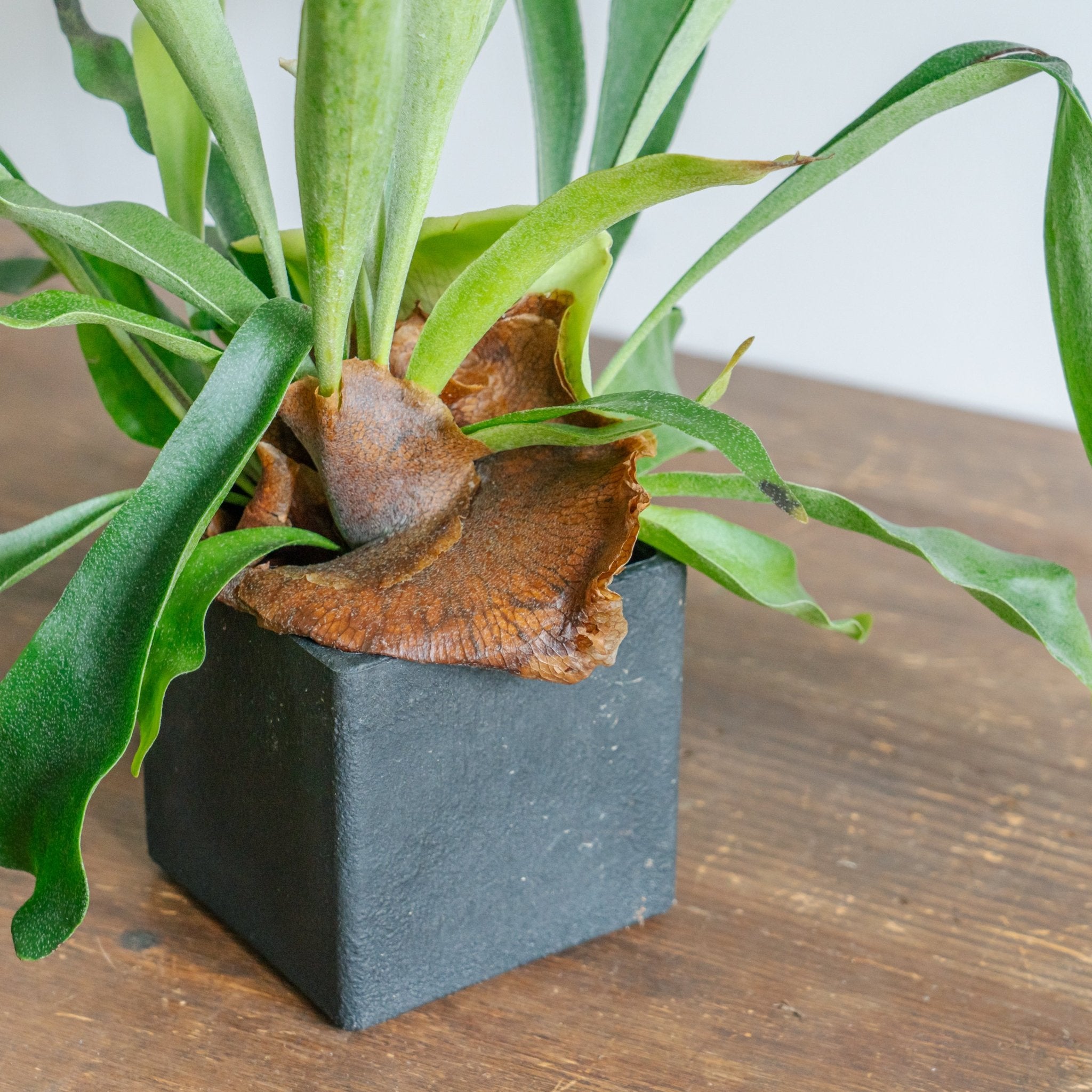 ビカクシダ ネザーランド POTセットをオーダーするならFlower&amp;Plants tette │ 「手から手へ、想いを運ぶフラワーショップ」【板橋駅徒歩4分】【熟練フローリスト夫婦が運営】【最短2営業日で発送】【24時間365日注文OK】【ギフトは3300円〜】フラワーギフトを手から手へ、想いを込めたブーケやアレンジメントで大切な人に感謝と愛情を。シーンや用途に合わせて選びやすい豊富な種