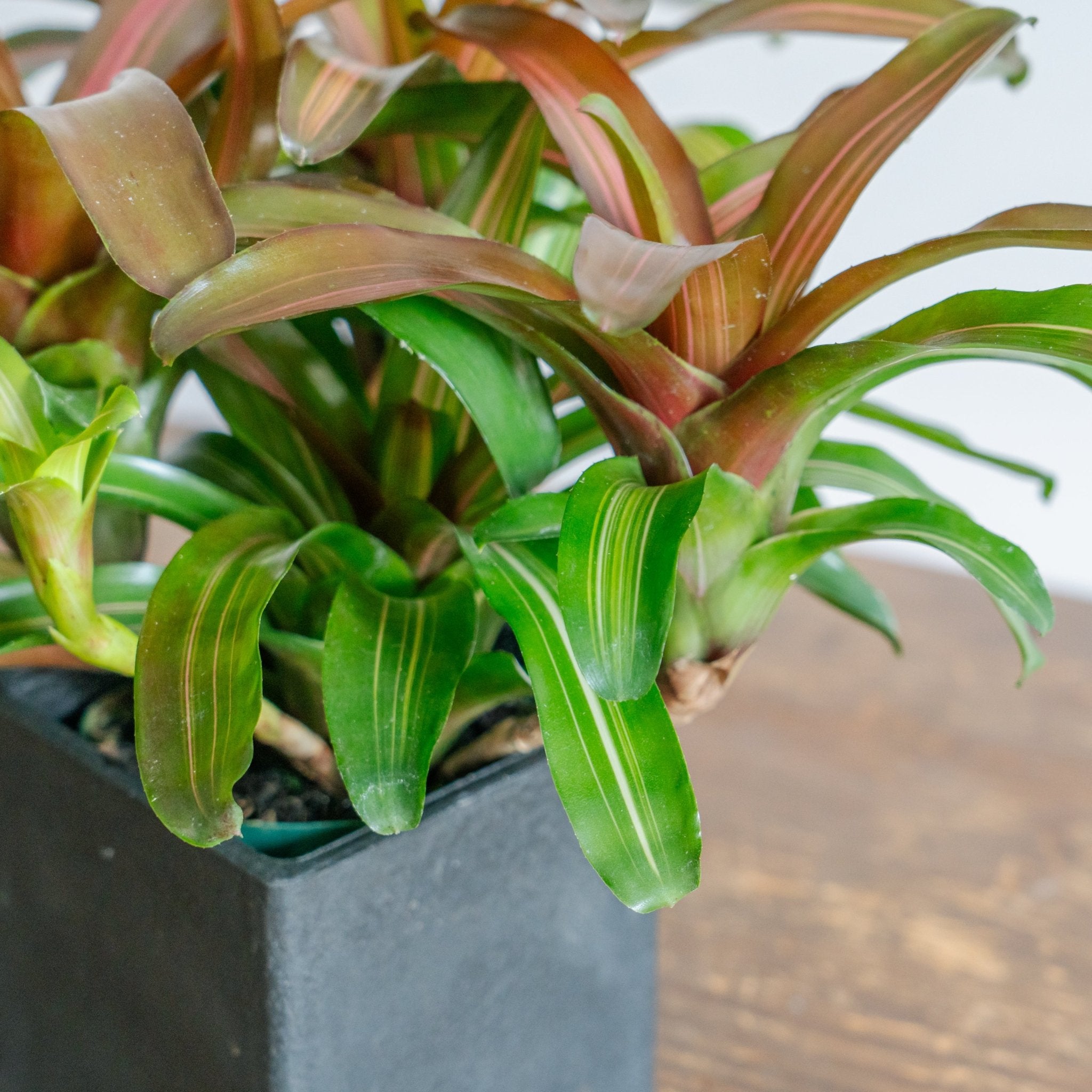 ネオレゲリアPOTセットをオーダーするならFlower&amp;Plants tette │ 「手から手へ、想いを運ぶフラワーショップ」【板橋駅徒歩4分】【熟練フローリスト夫婦が運営】【最短2営業日で発送】【24時間365日注文OK】【ギフトは3300円〜】フラワーギフトを手から手へ、想いを込めたブーケやアレンジメントで大切な人に感謝と愛情を。シーンや用途に合わせて選びやすい豊富な種