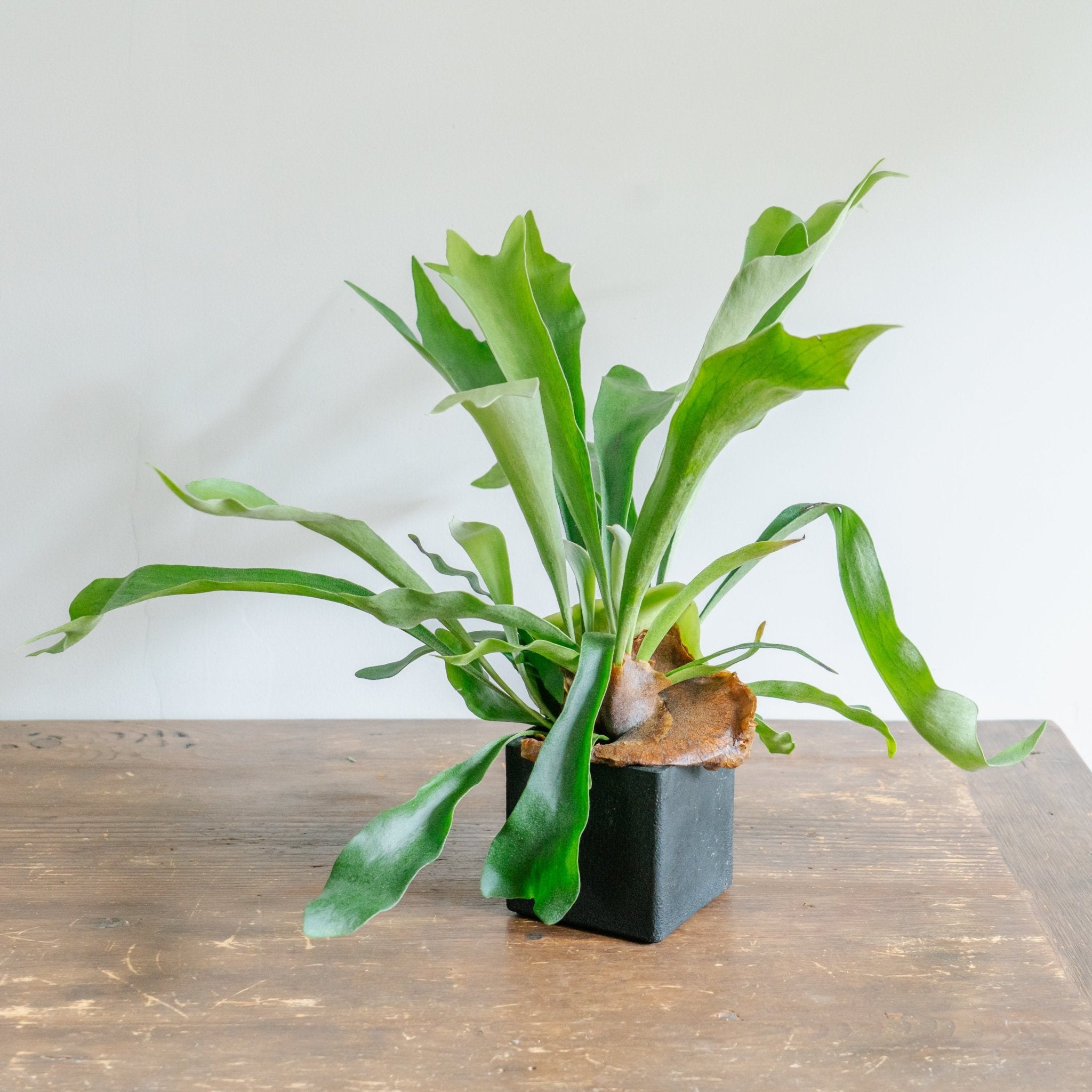 ビカクシダ ネザーランド POTセットをオーダーするならFlower&amp;Plants tette │ 「手から手へ、想いを運ぶフラワーショップ」【板橋駅徒歩4分】【熟練フローリスト夫婦が運営】【最短2営業日で発送】【24時間365日注文OK】【ギフトは3300円〜】フラワーギフトを手から手へ、想いを込めたブーケやアレンジメントで大切な人に感謝と愛情を。シーンや用途に合わせて選びやすい豊富な種