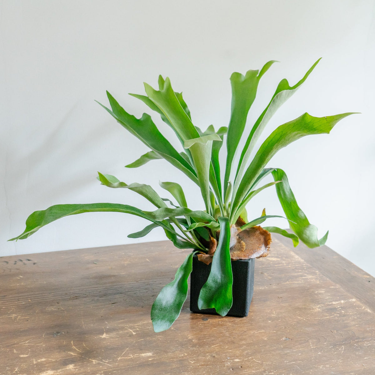 ビカクシダ ネザーランド POTセットをオーダーするならFlower&amp;Plants tette │ 「手から手へ、想いを運ぶフラワーショップ」【板橋駅徒歩4分】【熟練フローリスト夫婦が運営】【最短2営業日で発送】【24時間365日注文OK】【ギフトは3300円〜】フラワーギフトを手から手へ、想いを込めたブーケやアレンジメントで大切な人に感謝と愛情を。シーンや用途に合わせて選びやすい豊富な種