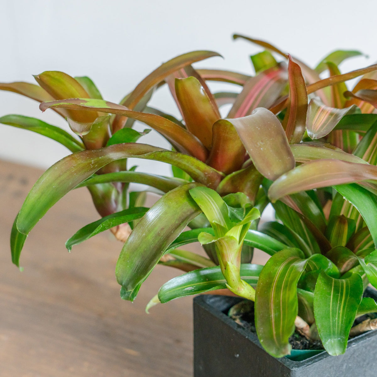 ネオレゲリアPOTセットをオーダーするならFlower&amp;Plants tette │ 「手から手へ、想いを運ぶフラワーショップ」【板橋駅徒歩4分】【熟練フローリスト夫婦が運営】【最短2営業日で発送】【24時間365日注文OK】【ギフトは3300円〜】フラワーギフトを手から手へ、想いを込めたブーケやアレンジメントで大切な人に感謝と愛情を。シーンや用途に合わせて選びやすい豊富な種
