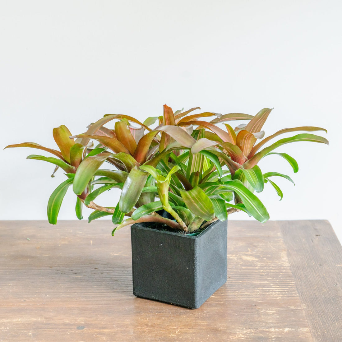 ネオレゲリアPOTセットをオーダーするならFlower&amp;Plants tette │ 「手から手へ、想いを運ぶフラワーショップ」【板橋駅徒歩4分】【熟練フローリスト夫婦が運営】【最短2営業日で発送】【24時間365日注文OK】【ギフトは3300円〜】フラワーギフトを手から手へ、想いを込めたブーケやアレンジメントで大切な人に感謝と愛情を。シーンや用途に合わせて選びやすい豊富な種