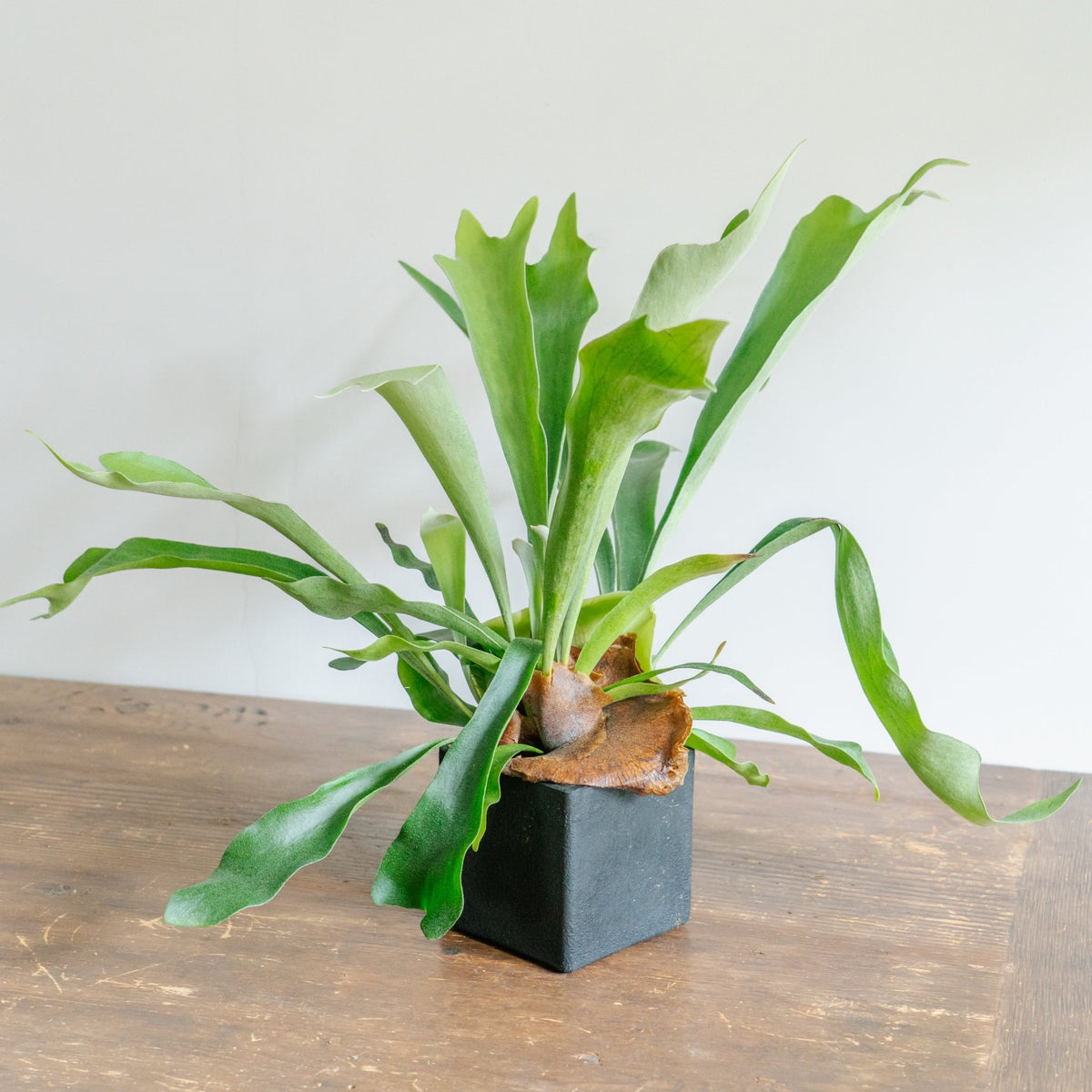 ビカクシダ ネザーランド POTセットをオーダーするならFlower&amp;Plants tette │ 「手から手へ、想いを運ぶフラワーショップ」【板橋駅徒歩4分】【熟練フローリスト夫婦が運営】【最短2営業日で発送】【24時間365日注文OK】【ギフトは3300円〜】フラワーギフトを手から手へ、想いを込めたブーケやアレンジメントで大切な人に感謝と愛情を。シーンや用途に合わせて選びやすい豊富な種