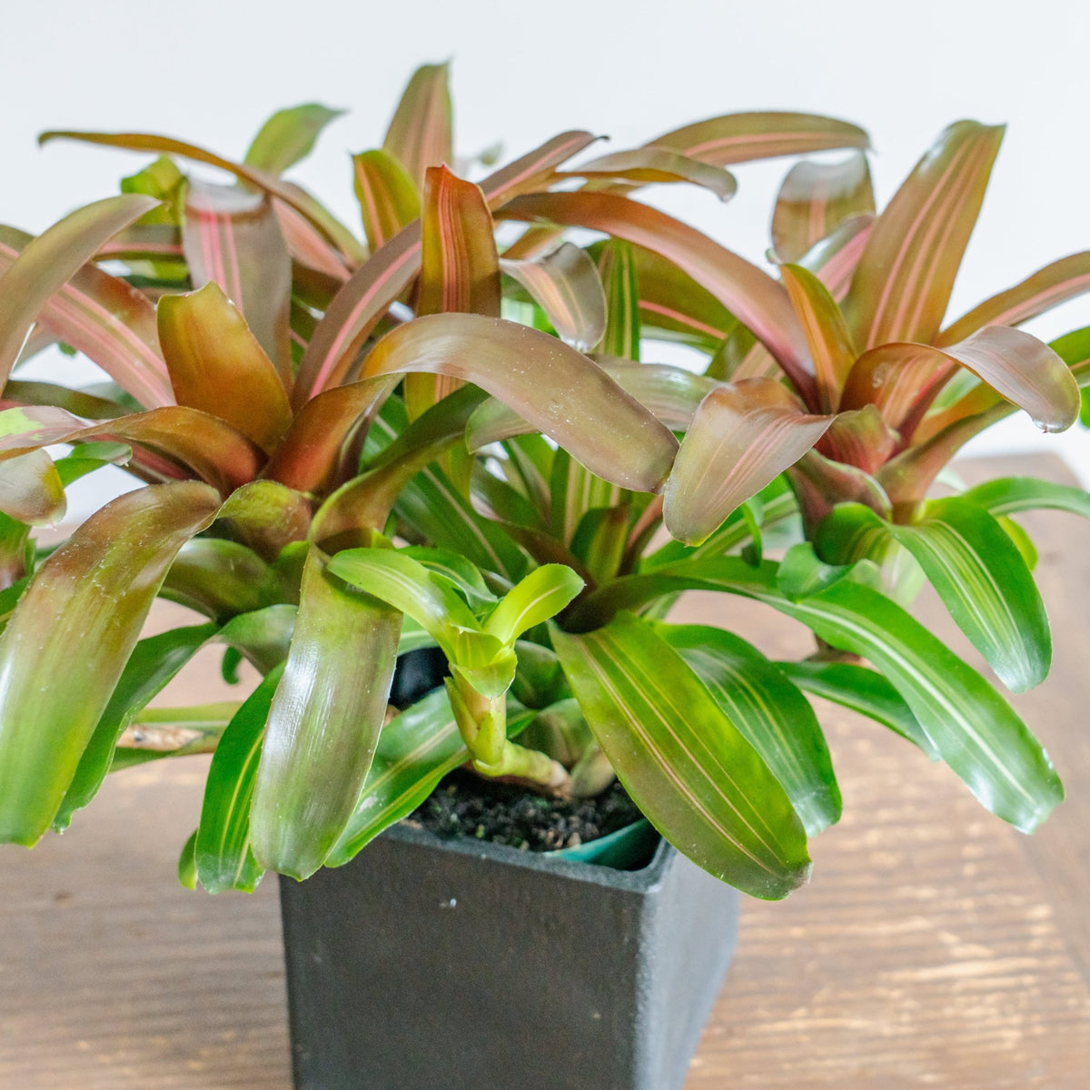 ネオレゲリアPOTセットをオーダーするならFlower&amp;Plants tette │ 「手から手へ、想いを運ぶフラワーショップ」【板橋駅徒歩4分】【熟練フローリスト夫婦が運営】【最短2営業日で発送】【24時間365日注文OK】【ギフトは3300円〜】フラワーギフトを手から手へ、想いを込めたブーケやアレンジメントで大切な人に感謝と愛情を。シーンや用途に合わせて選びやすい豊富な種