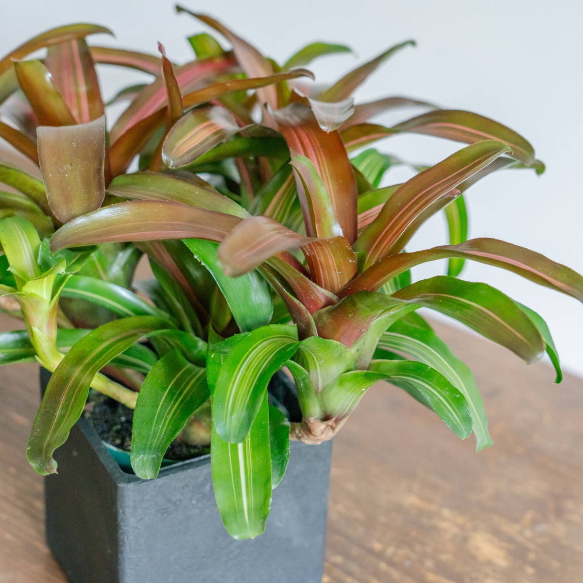 ネオレゲリアPOTセットをオーダーするならFlower&amp;Plants tette │ 「手から手へ、想いを運ぶフラワーショップ」【板橋駅徒歩4分】【熟練フローリスト夫婦が運営】【最短2営業日で発送】【24時間365日注文OK】【ギフトは3300円〜】フラワーギフトを手から手へ、想いを込めたブーケやアレンジメントで大切な人に感謝と愛情を。シーンや用途に合わせて選びやすい豊富な種