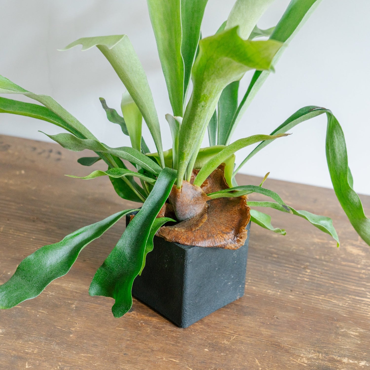 ビカクシダ ネザーランド POTセットをオーダーするならFlower&amp;Plants tette │ 「手から手へ、想いを運ぶフラワーショップ」【板橋駅徒歩4分】【熟練フローリスト夫婦が運営】【最短2営業日で発送】【24時間365日注文OK】【ギフトは3300円〜】フラワーギフトを手から手へ、想いを込めたブーケやアレンジメントで大切な人に感謝と愛情を。シーンや用途に合わせて選びやすい豊富な種