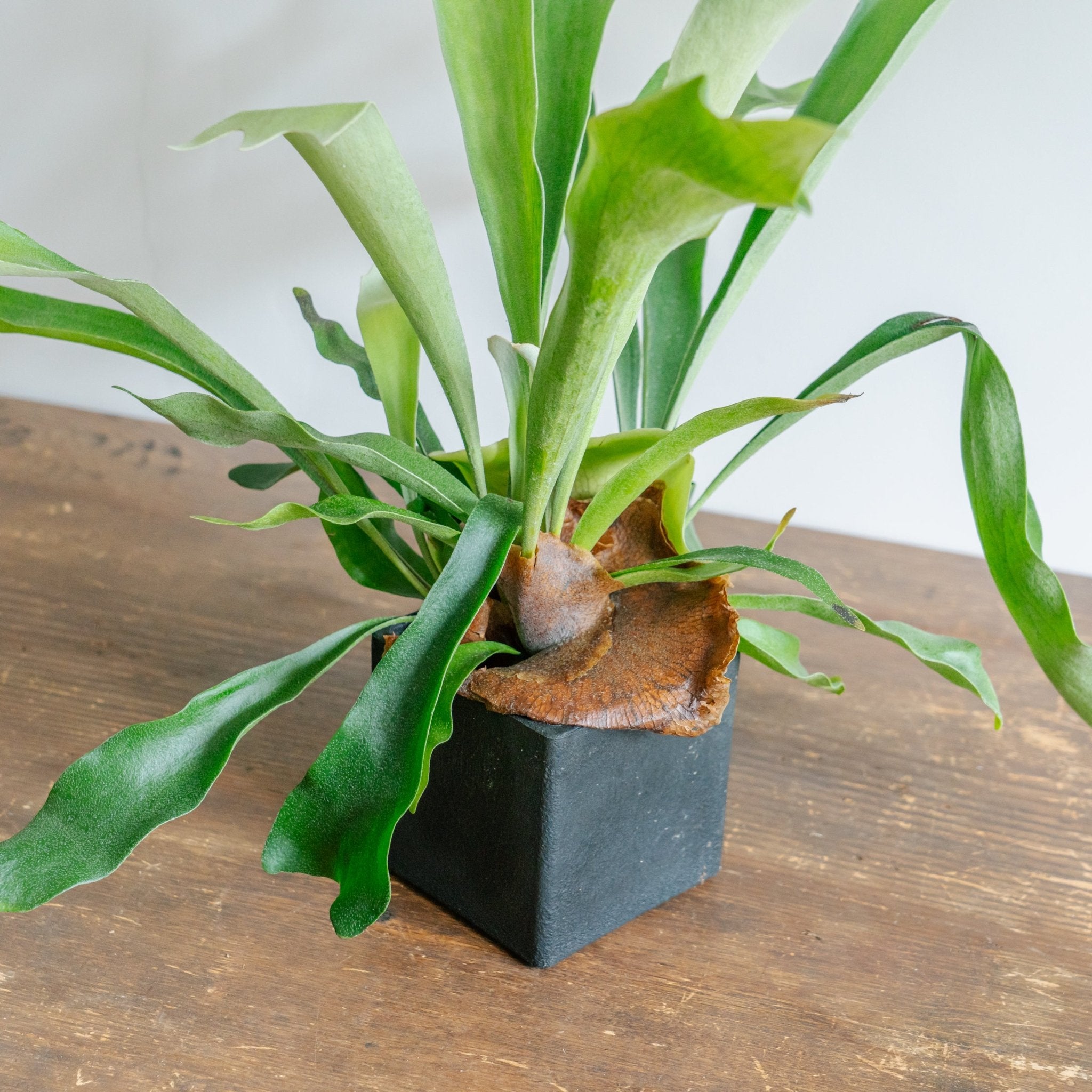 ビカクシダ ネザーランド POTセットをオーダーするならFlower&amp;Plants tette │ 「手から手へ、想いを運ぶフラワーショップ」【板橋駅徒歩4分】【熟練フローリスト夫婦が運営】【最短2営業日で発送】【24時間365日注文OK】【ギフトは3300円〜】フラワーギフトを手から手へ、想いを込めたブーケやアレンジメントで大切な人に感謝と愛情を。シーンや用途に合わせて選びやすい豊富な種