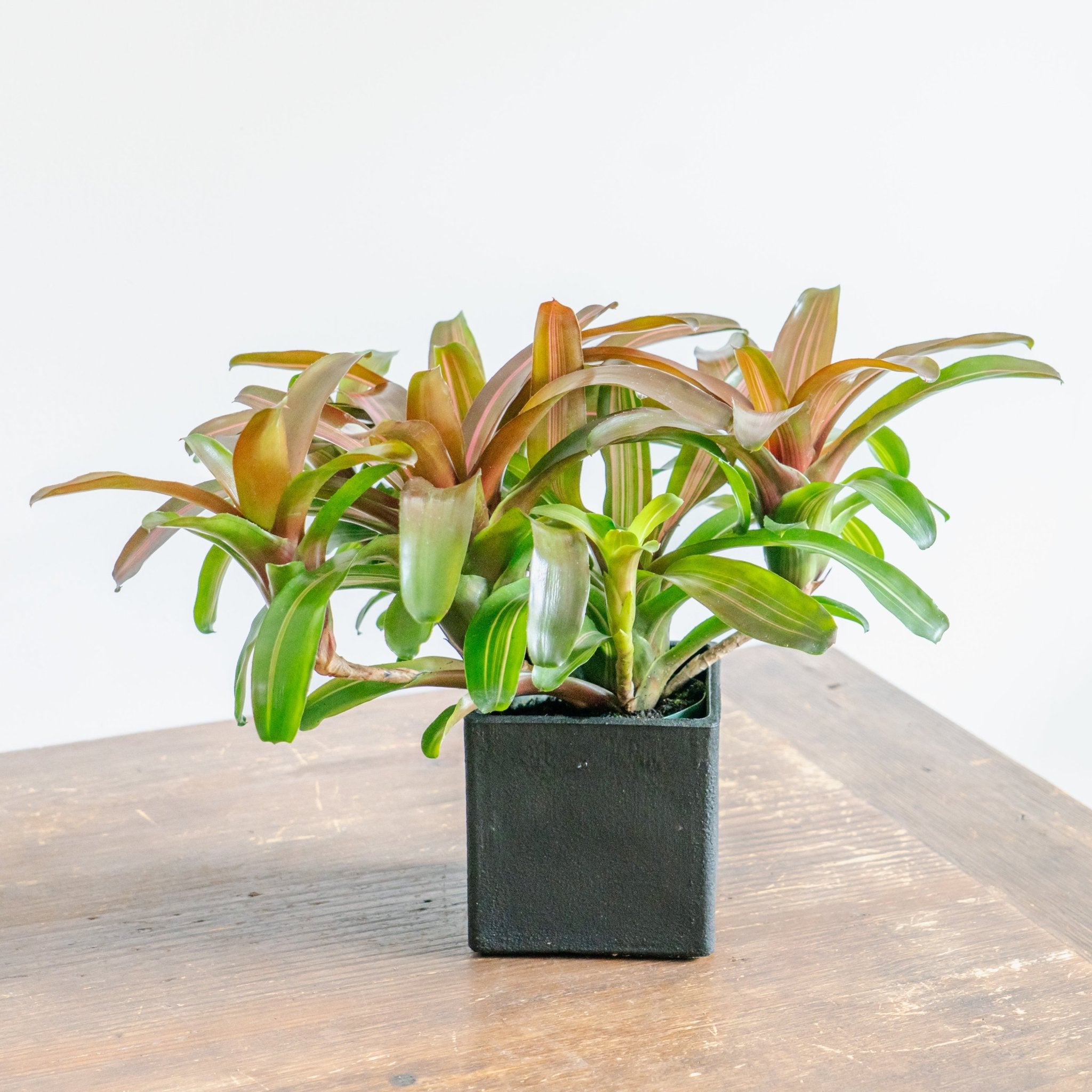 ネオレゲリアPOTセットをオーダーするならFlower&amp;Plants tette │ 「手から手へ、想いを運ぶフラワーショップ」【板橋駅徒歩4分】【熟練フローリスト夫婦が運営】【最短2営業日で発送】【24時間365日注文OK】【ギフトは3300円〜】フラワーギフトを手から手へ、想いを込めたブーケやアレンジメントで大切な人に感謝と愛情を。シーンや用途に合わせて選びやすい豊富な種