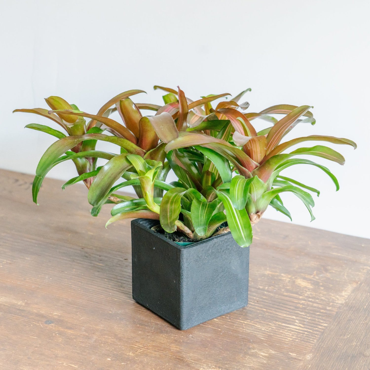 ネオレゲリアPOTセットをオーダーするならFlower&amp;Plants tette │ 「手から手へ、想いを運ぶフラワーショップ」【板橋駅徒歩4分】【熟練フローリスト夫婦が運営】【最短2営業日で発送】【24時間365日注文OK】【ギフトは3300円〜】フラワーギフトを手から手へ、想いを込めたブーケやアレンジメントで大切な人に感謝と愛情を。シーンや用途に合わせて選びやすい豊富な種