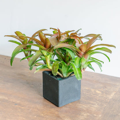 ネオレゲリアPOTセットをオーダーするならFlower&amp;Plants tette │ 「手から手へ、想いを運ぶフラワーショップ」【板橋駅徒歩4分】【熟練フローリスト夫婦が運営】【最短2営業日で発送】【24時間365日注文OK】【ギフトは3300円〜】フラワーギフトを手から手へ、想いを込めたブーケやアレンジメントで大切な人に感謝と愛情を。シーンや用途に合わせて選びやすい豊富な種