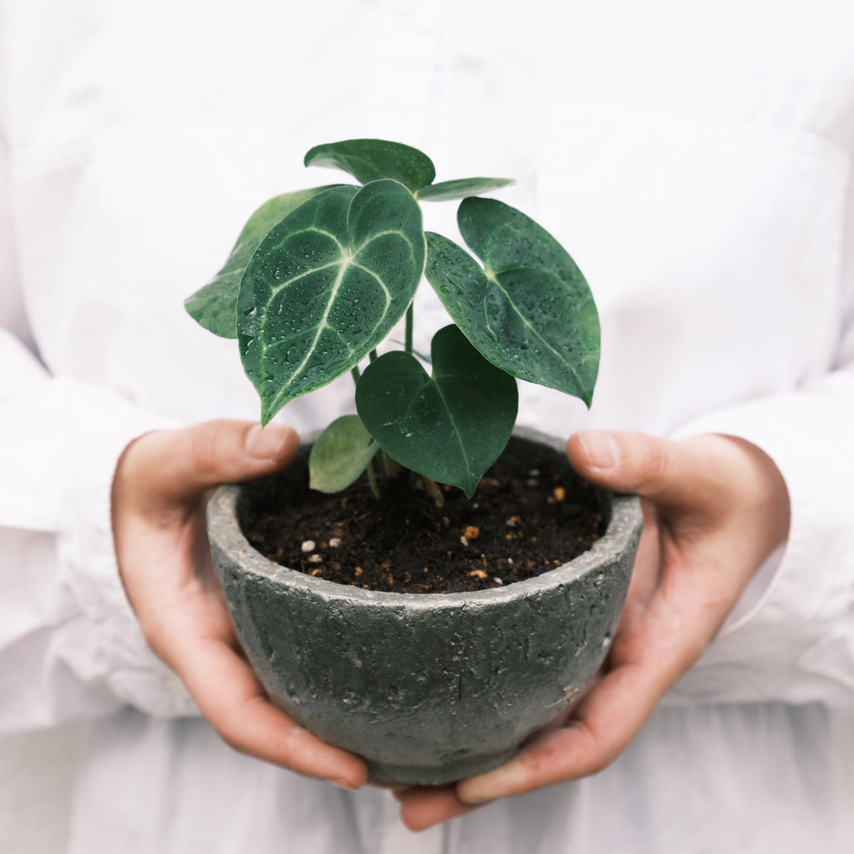 アンスリウムをオーダーするならFlower&amp;Plants tette │ 「手から手へ、想いを運ぶフラワーショップ」【板橋駅徒歩4分】【熟練フローリスト夫婦が運営】【最短2営業日で発送】【24時間365日注文OK】【ギフトは3300円〜】フラワーギフトを手から手へ、想いを込めたブーケやアレンジメントで大切な人に感謝と愛情を。シーンや用途に合わせて選びやすい豊富な種