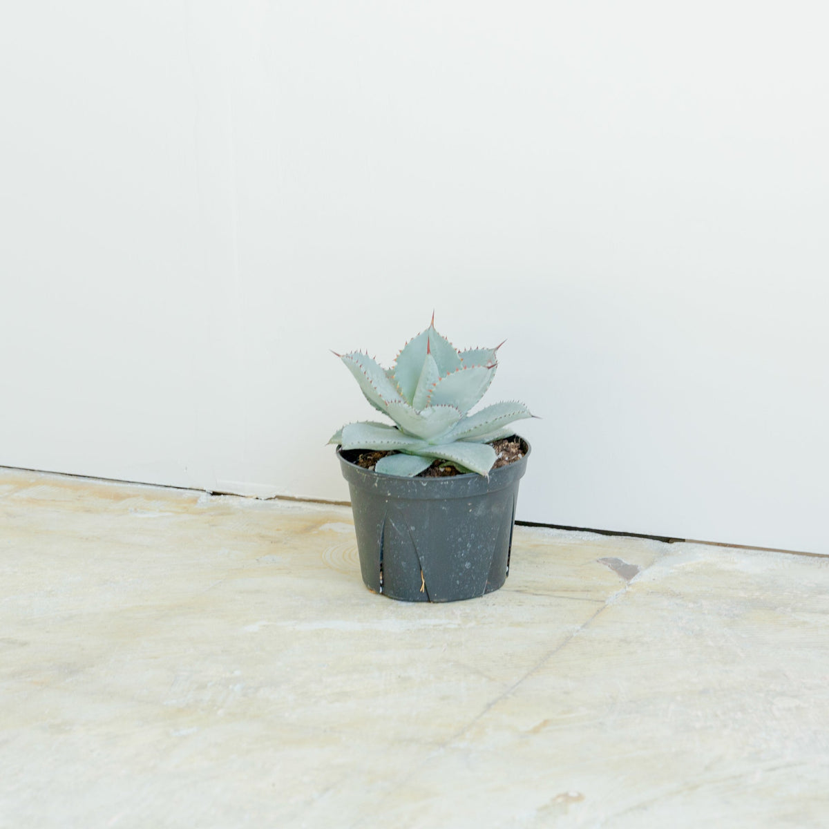 アガベ ドラゴントゥース 5号をオーダーするならFlower&amp;Plants tette │ 「手から手へ、想いを運ぶフラワーショップ」【板橋駅徒歩4分】【熟練フローリスト夫婦が運営】【最短2営業日で発送】【24時間365日注文OK】【ギフトは3300円〜】フラワーギフトを手から手へ、想いを込めたブーケやアレンジメントで大切な人に感謝と愛情を。シーンや用途に合わせて選びやすい豊富な種