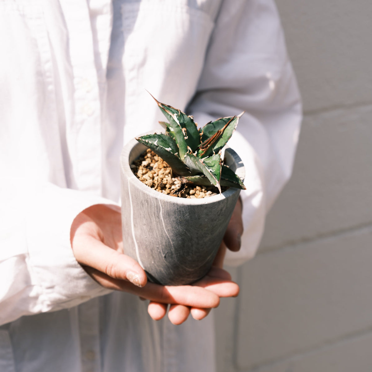 アガベ オテロイをオーダーするならFlower&amp;Plants tette │ 「手から手へ、想いを運ぶフラワーショップ」【板橋駅徒歩4分】【熟練フローリスト夫婦が運営】【最短2営業日で発送】【24時間365日注文OK】【ギフトは3300円〜】フラワーギフトを手から手へ、想いを込めたブーケやアレンジメントで大切な人に感謝と愛情を。シーンや用途に合わせて選びやすい豊富な種