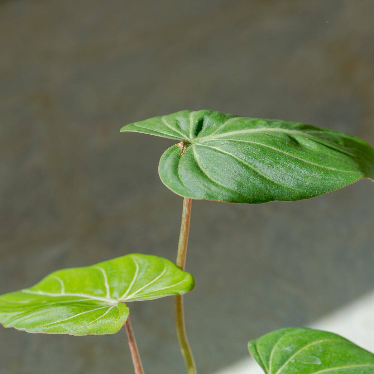 フィロデンドロン グロリオーサム 4号をオーダーするならFlower&amp;Plants tette │ 「手から手へ、想いを運ぶフラワーショップ」【板橋駅徒歩4分】【熟練フローリスト夫婦が運営】【最短2営業日で発送】【24時間365日注文OK】【ギフトは3300円〜】フラワーギフトを手から手へ、想いを込めたブーケやアレンジメントで大切な人に感謝と愛情を。シーンや用途に合わせて選びやすい豊富な種