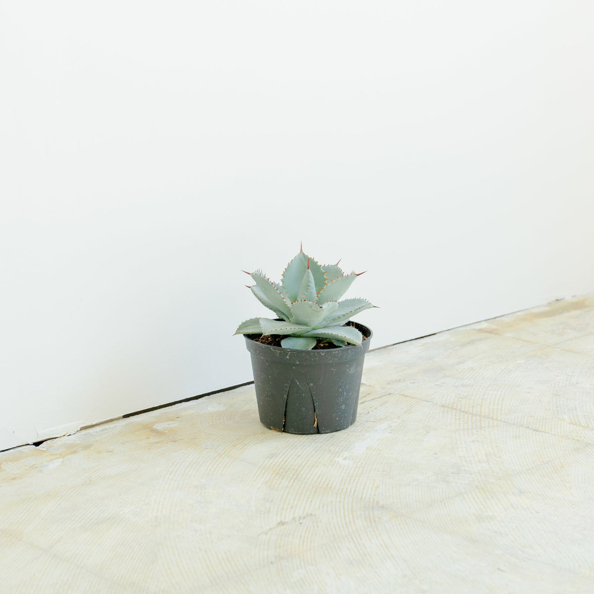 アガベ ドラゴントゥース 5号をオーダーするならFlower&amp;Plants tette │ 「手から手へ、想いを運ぶフラワーショップ」【板橋駅徒歩4分】【熟練フローリスト夫婦が運営】【最短2営業日で発送】【24時間365日注文OK】【ギフトは3300円〜】フラワーギフトを手から手へ、想いを込めたブーケやアレンジメントで大切な人に感謝と愛情を。シーンや用途に合わせて選びやすい豊富な種