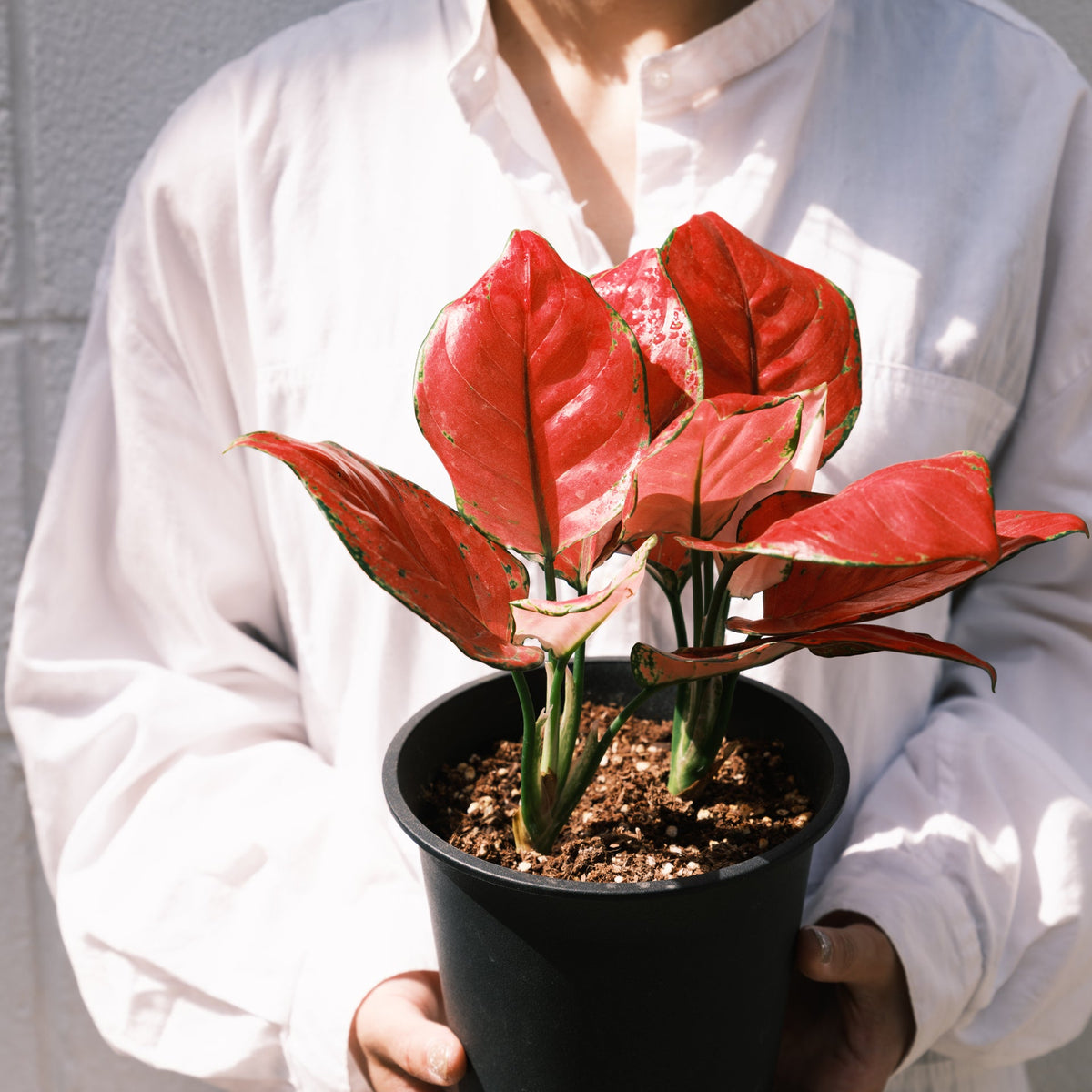 アグラオネマ バレンタインをオーダーするならFlower&amp;Plants tette │ 「手から手へ、想いを運ぶフラワーショップ」【板橋駅徒歩4分】【熟練フローリスト夫婦が運営】【最短2営業日で発送】【24時間365日注文OK】【ギフトは3300円〜】フラワーギフトを手から手へ、想いを込めたブーケやアレンジメントで大切な人に感謝と愛情を。シーンや用途に合わせて選びやすい豊富な種
