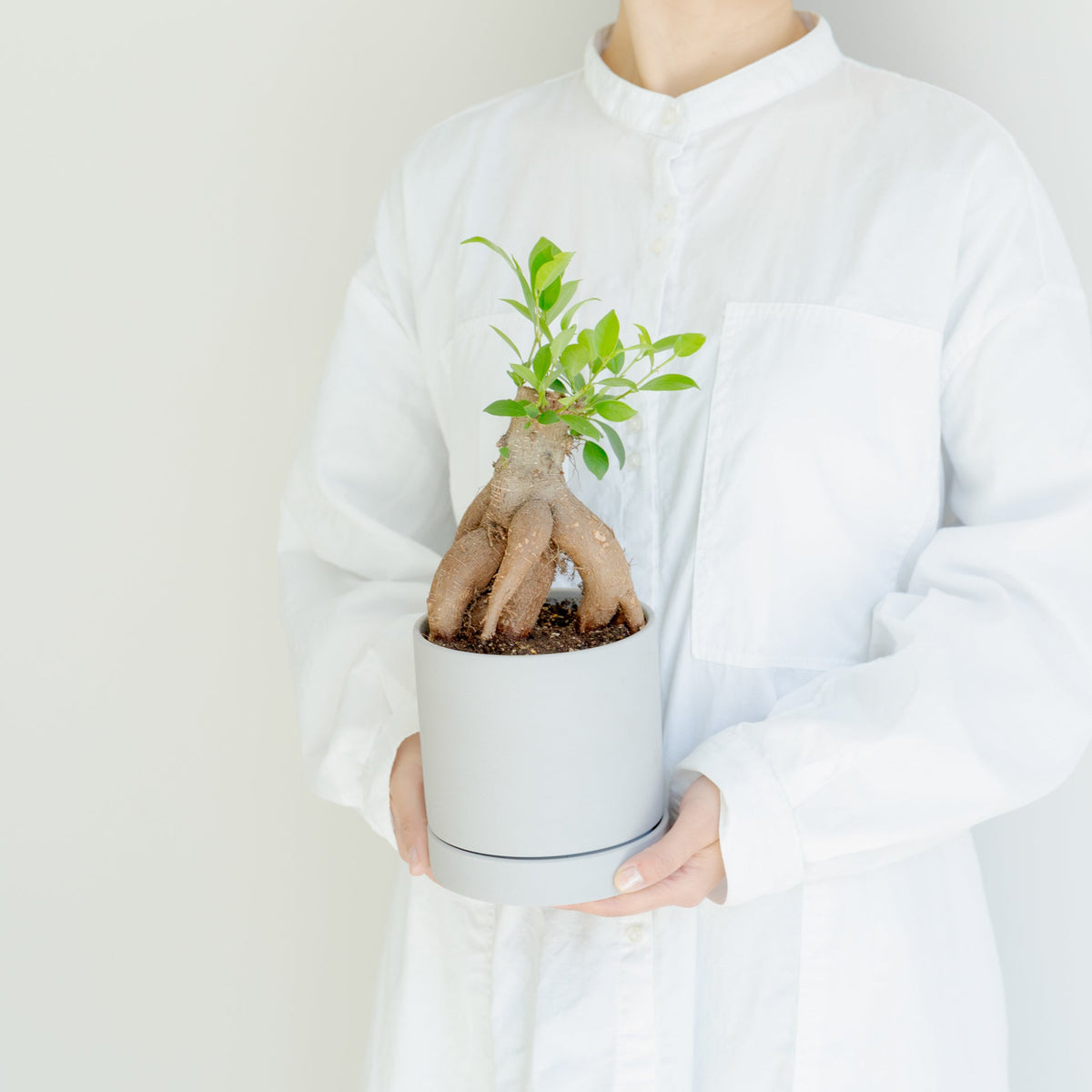 ガジュマル4号　ポットセットをオーダーするならFlower&amp;Plants tette │ 「手から手へ、想いを運ぶフラワーショップ」【板橋駅徒歩4分】【熟練フローリスト夫婦が運営】【最短2営業日で発送】【24時間365日注文OK】【ギフトは3300円〜】フラワーギフトを手から手へ、想いを込めたブーケやアレンジメントで大切な人に感謝と愛情を。シーンや用途に合わせて選びやすい豊富な種