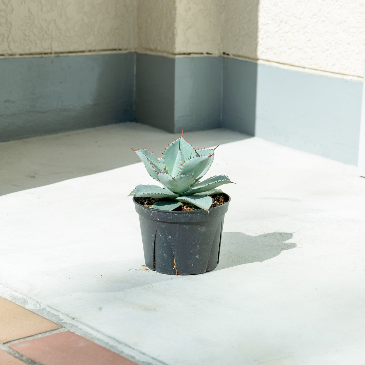 アガベ ドラゴントゥース 5号をオーダーするならFlower&amp;Plants tette │ 「手から手へ、想いを運ぶフラワーショップ」【板橋駅徒歩4分】【熟練フローリスト夫婦が運営】【最短2営業日で発送】【24時間365日注文OK】【ギフトは3300円〜】フラワーギフトを手から手へ、想いを込めたブーケやアレンジメントで大切な人に感謝と愛情を。シーンや用途に合わせて選びやすい豊富な種