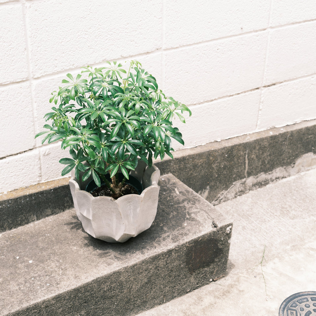 シェフレラコンパクタをオーダーするならFlower&amp;Plants tette │ 「手から手へ、想いを運ぶフラワーショップ」【板橋駅徒歩4分】【熟練フローリスト夫婦が運営】【最短2営業日で発送】【24時間365日注文OK】【ギフトは3300円〜】フラワーギフトを手から手へ、想いを込めたブーケやアレンジメントで大切な人に感謝と愛情を。シーンや用途に合わせて選びやすい豊富な種