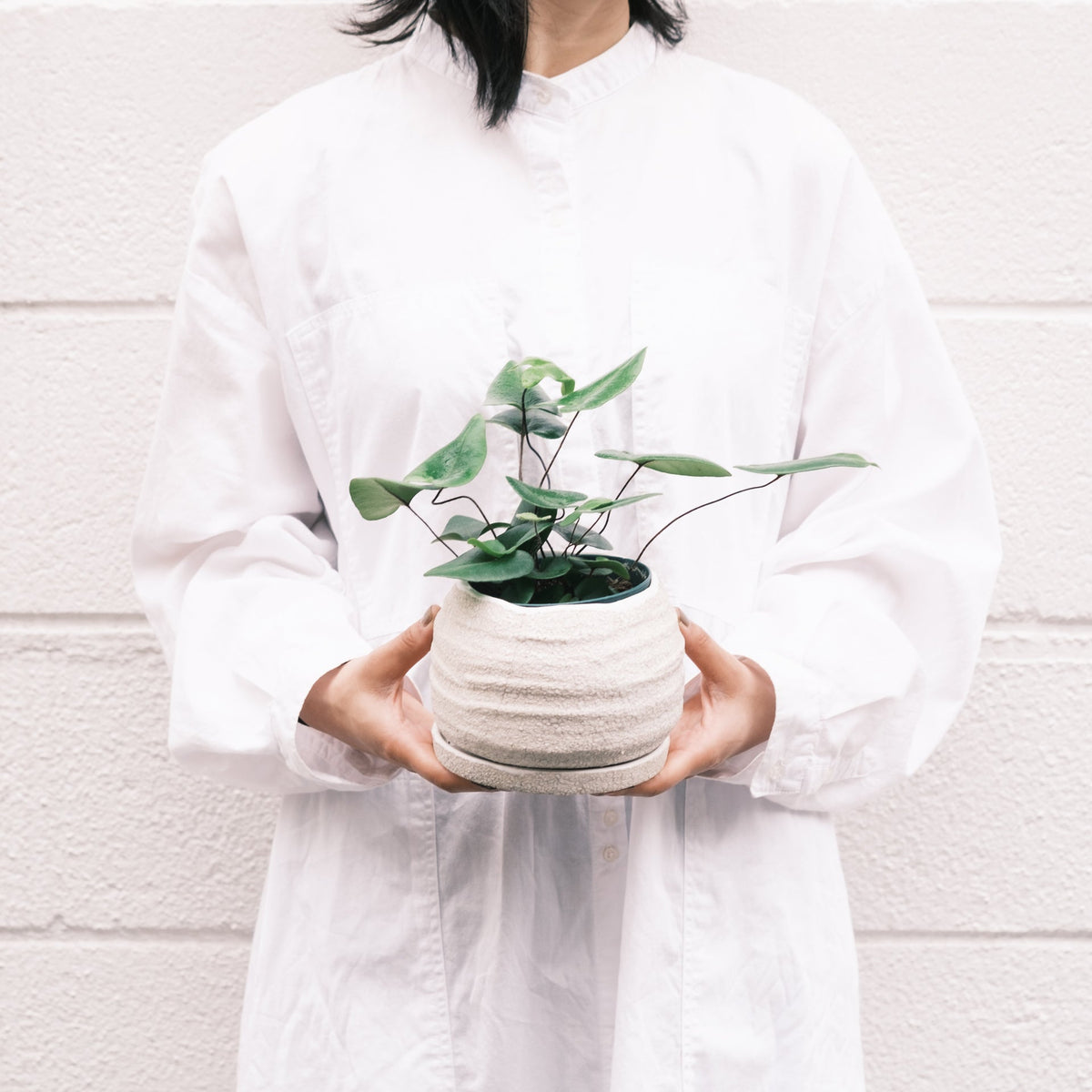 ハートファンをオーダーするならFlower&amp;Plants tette │ 「手から手へ、想いを運ぶフラワーショップ」【板橋駅徒歩4分】【熟練フローリスト夫婦が運営】【最短2営業日で発送】【24時間365日注文OK】【ギフトは3300円〜】フラワーギフトを手から手へ、想いを込めたブーケやアレンジメントで大切な人に感謝と愛情を。シーンや用途に合わせて選びやすい豊富な種