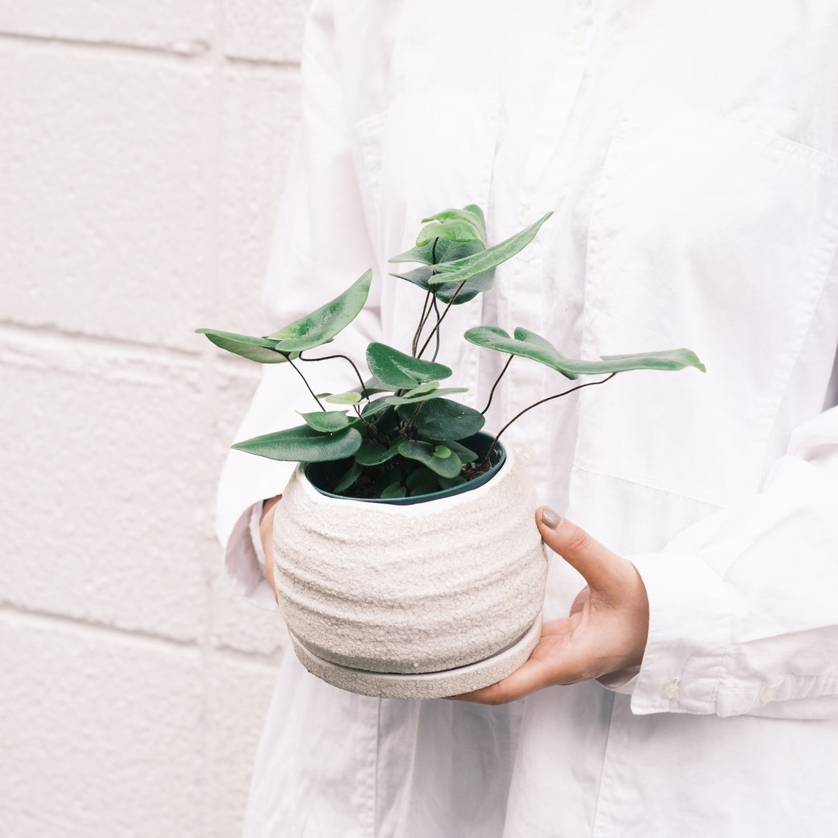 ハートファンをオーダーするならFlower&amp;Plants tette │ 「手から手へ、想いを運ぶフラワーショップ」【板橋駅徒歩4分】【熟練フローリスト夫婦が運営】【最短2営業日で発送】【24時間365日注文OK】【ギフトは3300円〜】フラワーギフトを手から手へ、想いを込めたブーケやアレンジメントで大切な人に感謝と愛情を。シーンや用途に合わせて選びやすい豊富な種