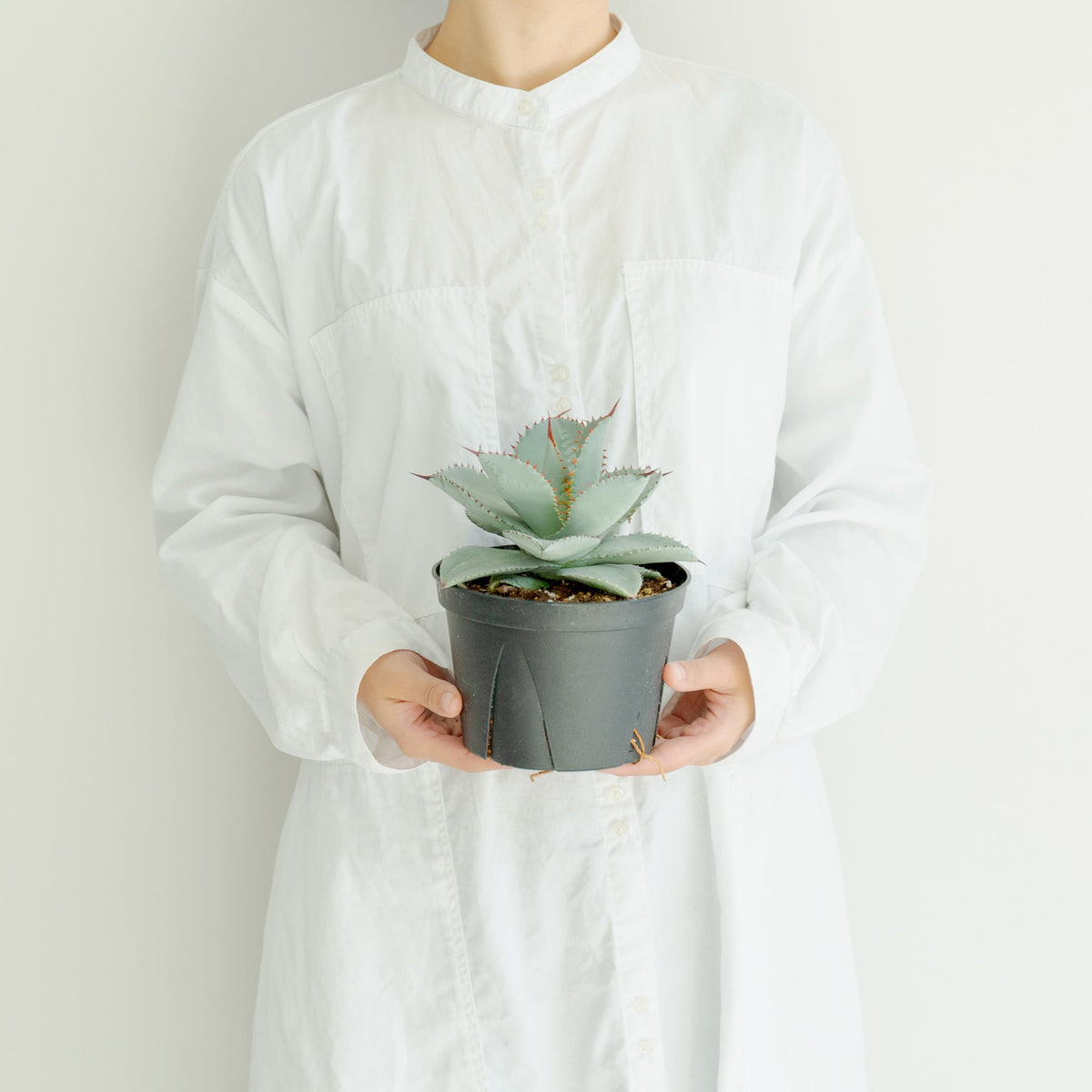 アガベ ドラゴントゥース 5号をオーダーするならFlower&amp;Plants tette │ 「手から手へ、想いを運ぶフラワーショップ」【板橋駅徒歩4分】【熟練フローリスト夫婦が運営】【最短2営業日で発送】【24時間365日注文OK】【ギフトは3300円〜】フラワーギフトを手から手へ、想いを込めたブーケやアレンジメントで大切な人に感謝と愛情を。シーンや用途に合わせて選びやすい豊富な種