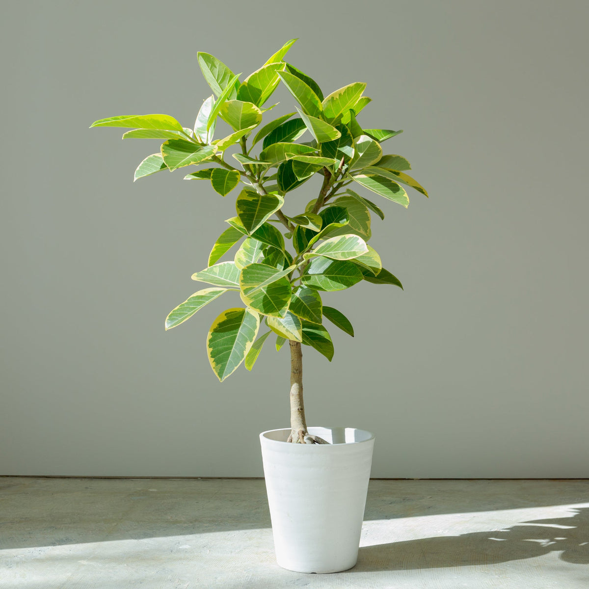 フィカス アルテシマ 7号をオーダーするならFlower&amp;Plants tette │ 「手から手へ、想いを運ぶフラワーショップ」【板橋駅徒歩4分】【熟練フローリスト夫婦が運営】【最短2営業日で発送】【24時間365日注文OK】【ギフトは3300円〜】フラワーギフトを手から手へ、想いを込めたブーケやアレンジメントで大切な人に感謝と愛情を。シーンや用途に合わせて選びやすい豊富な種