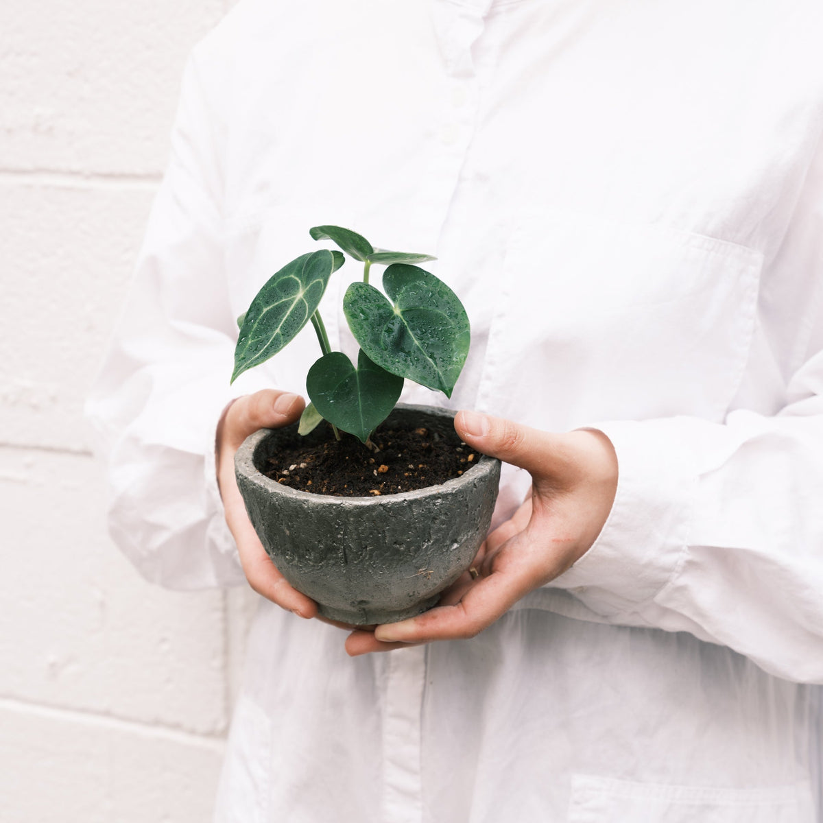 アンスリウムをオーダーするならFlower&amp;Plants tette │ 「手から手へ、想いを運ぶフラワーショップ」【板橋駅徒歩4分】【熟練フローリスト夫婦が運営】【最短2営業日で発送】【24時間365日注文OK】【ギフトは3300円〜】フラワーギフトを手から手へ、想いを込めたブーケやアレンジメントで大切な人に感謝と愛情を。シーンや用途に合わせて選びやすい豊富な種