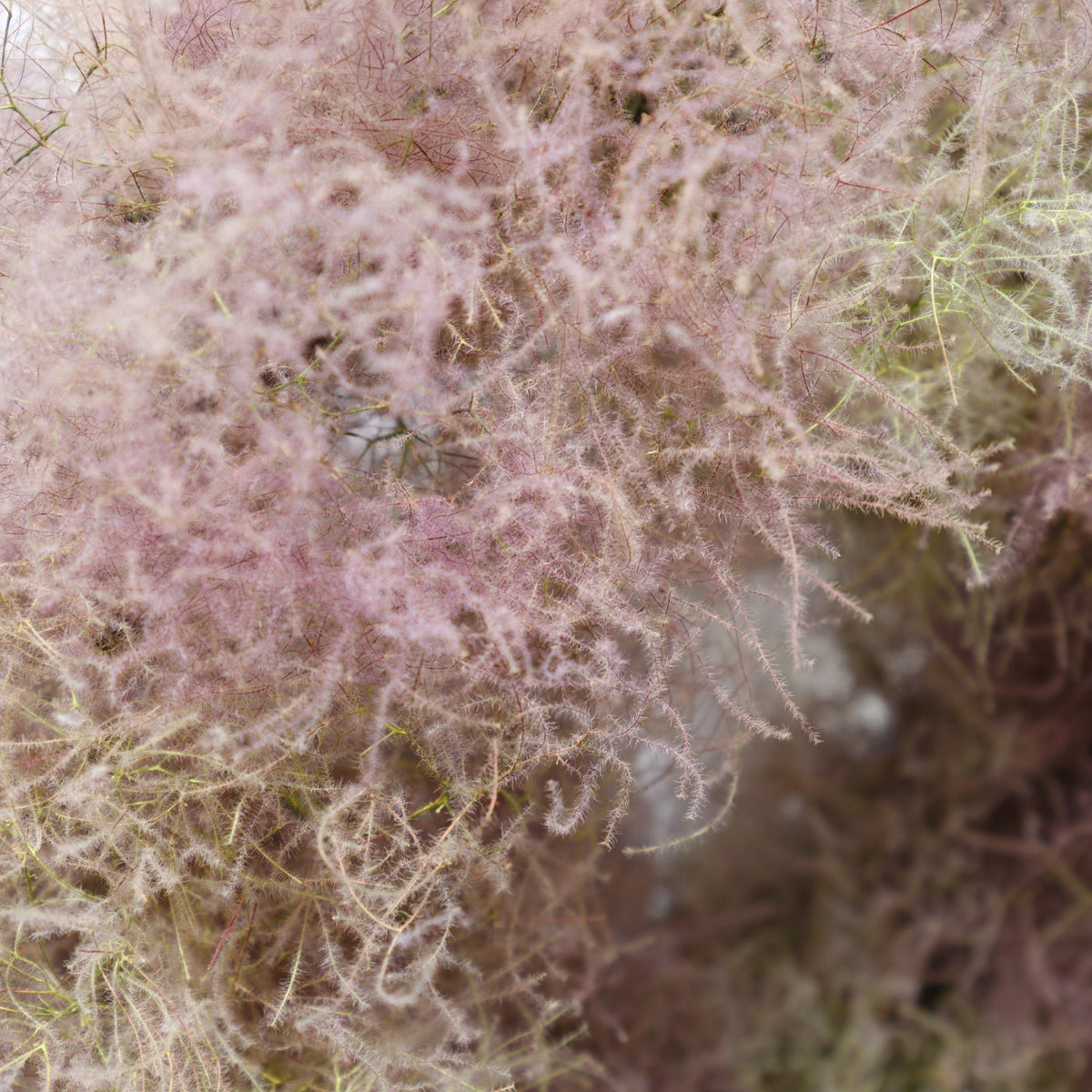 ドライリース スモークツリーをオーダーするならFlower&amp;Plants tette │ 「手から手へ、想いを運ぶフラワーショップ」【板橋駅徒歩4分】【熟練フローリスト夫婦が運営】【最短2営業日で発送】【24時間365日注文OK】【ギフトは3300円〜】フラワーギフトを手から手へ、想いを込めたブーケやアレンジメントで大切な人に感謝と愛情を。シーンや用途に合わせて選びやすい豊富な種