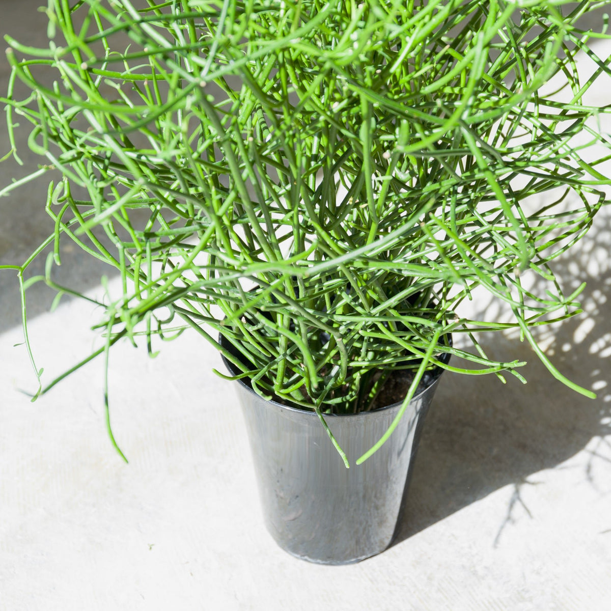 ミルクブッシュをオーダーするならFlower&amp;Plants tette │ 「手から手へ、想いを運ぶフラワーショップ」【板橋駅徒歩4分】【熟練フローリスト夫婦が運営】【最短2営業日で発送】【24時間365日注文OK】【ギフトは3300円〜】フラワーギフトを手から手へ、想いを込めたブーケやアレンジメントで大切な人に感謝と愛情を。シーンや用途に合わせて選びやすい豊富な種