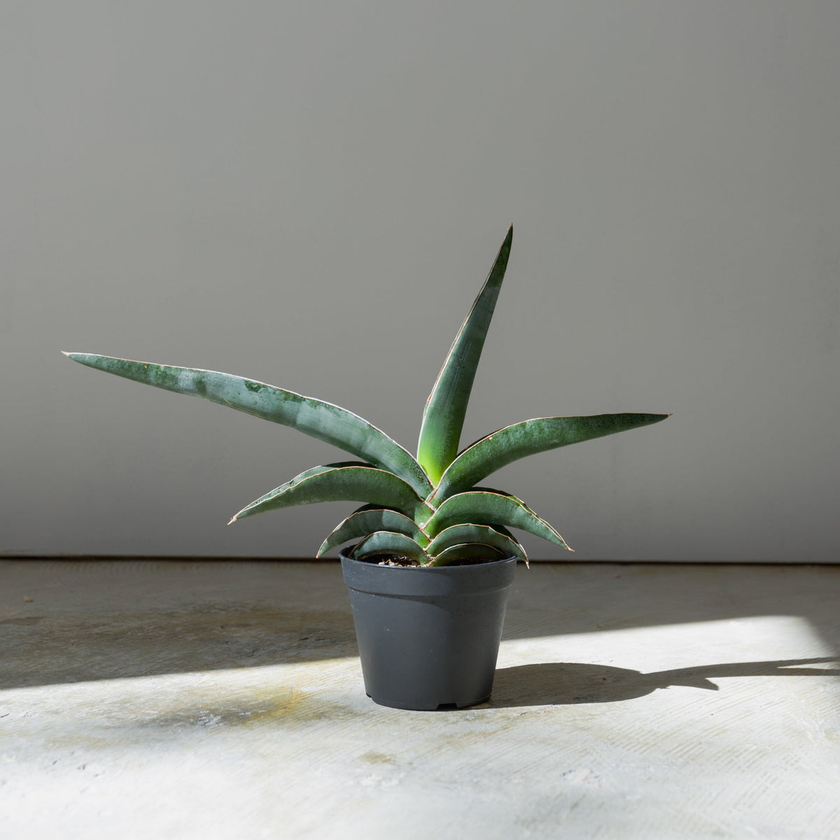 サンスベリア ロブスターブルー　3.5号をオーダーするならFlower&amp;Plants tette │ 「手から手へ、想いを運ぶフラワーショップ」【板橋駅徒歩4分】【熟練フローリスト夫婦が運営】【最短2営業日で発送】【24時間365日注文OK】【ギフトは3300円〜】フラワーギフトを手から手へ、想いを込めたブーケやアレンジメントで大切な人に感謝と愛情を。シーンや用途に合わせて選びやすい豊富な種