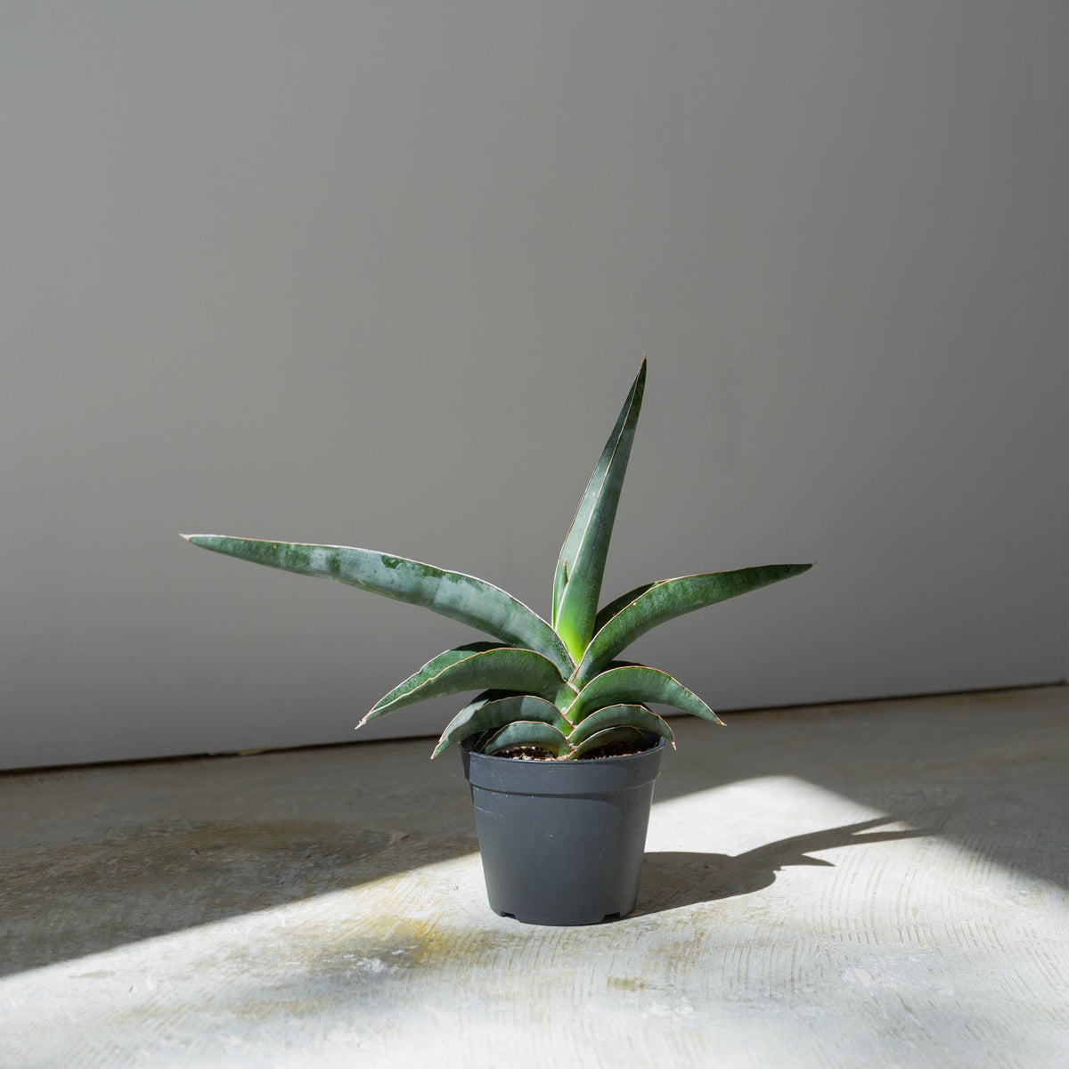 サンスベリア ロブスターブルー　3.5号をオーダーするならFlower&amp;Plants tette │ 「手から手へ、想いを運ぶフラワーショップ」【板橋駅徒歩4分】【熟練フローリスト夫婦が運営】【最短2営業日で発送】【24時間365日注文OK】【ギフトは3300円〜】フラワーギフトを手から手へ、想いを込めたブーケやアレンジメントで大切な人に感謝と愛情を。シーンや用途に合わせて選びやすい豊富な種