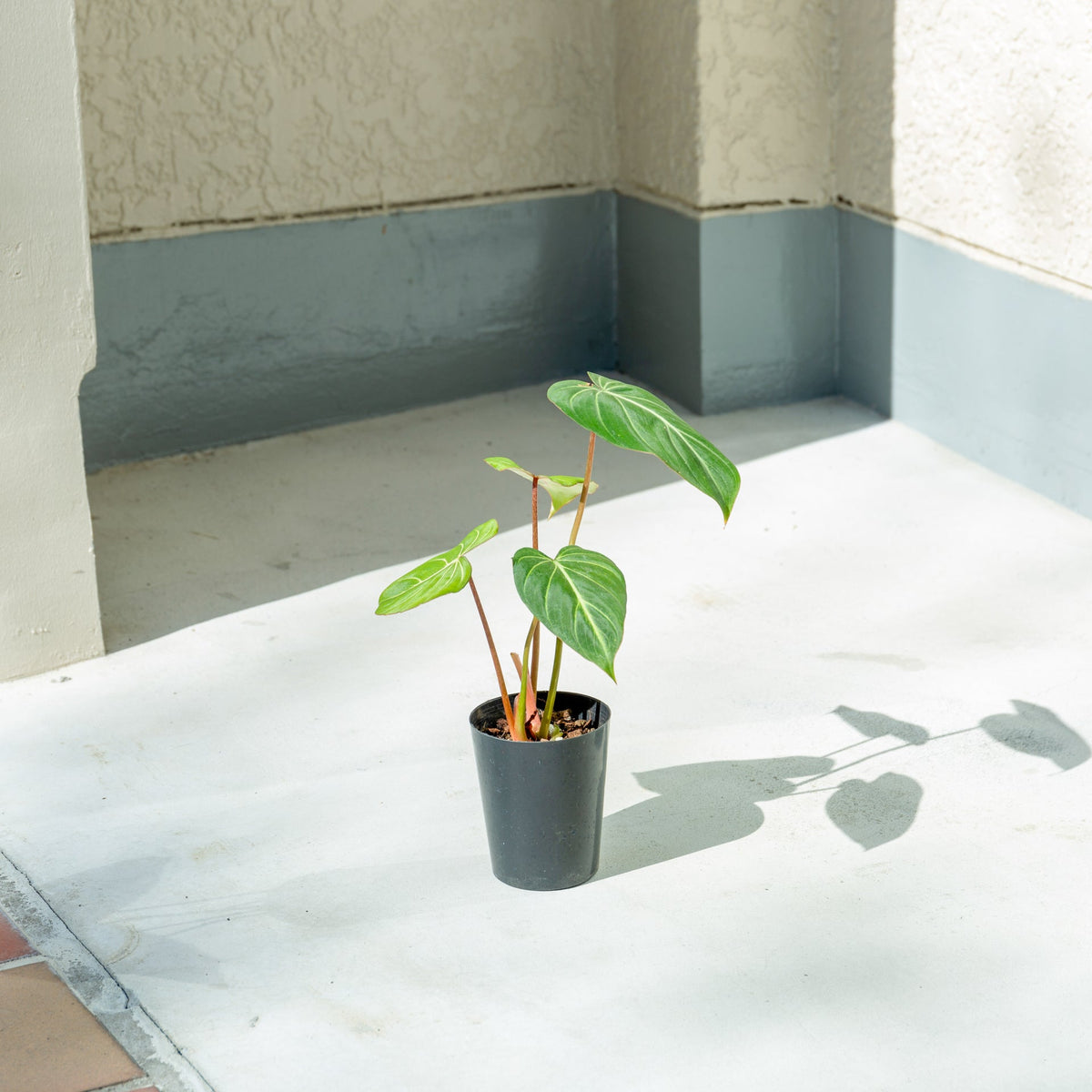 フィロデンドロン グロリオーサム 4号をオーダーするならFlower&amp;Plants tette │ 「手から手へ、想いを運ぶフラワーショップ」【板橋駅徒歩4分】【熟練フローリスト夫婦が運営】【最短2営業日で発送】【24時間365日注文OK】【ギフトは3300円〜】フラワーギフトを手から手へ、想いを込めたブーケやアレンジメントで大切な人に感謝と愛情を。シーンや用途に合わせて選びやすい豊富な種