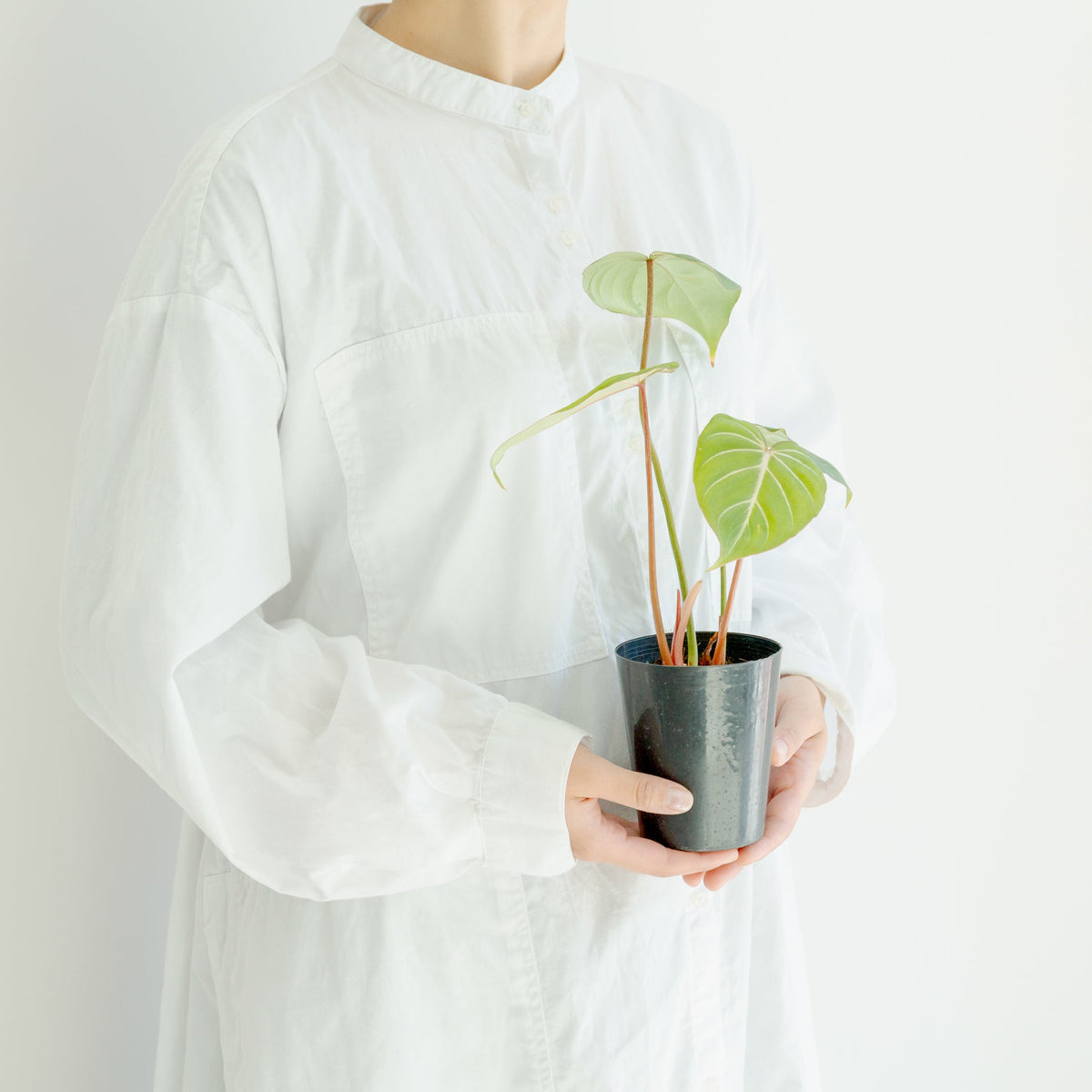 フィロデンドロン グロリオーサム 4号をオーダーするならFlower&amp;Plants tette │ 「手から手へ、想いを運ぶフラワーショップ」【板橋駅徒歩4分】【熟練フローリスト夫婦が運営】【最短2営業日で発送】【24時間365日注文OK】【ギフトは3300円〜】フラワーギフトを手から手へ、想いを込めたブーケやアレンジメントで大切な人に感謝と愛情を。シーンや用途に合わせて選びやすい豊富な種