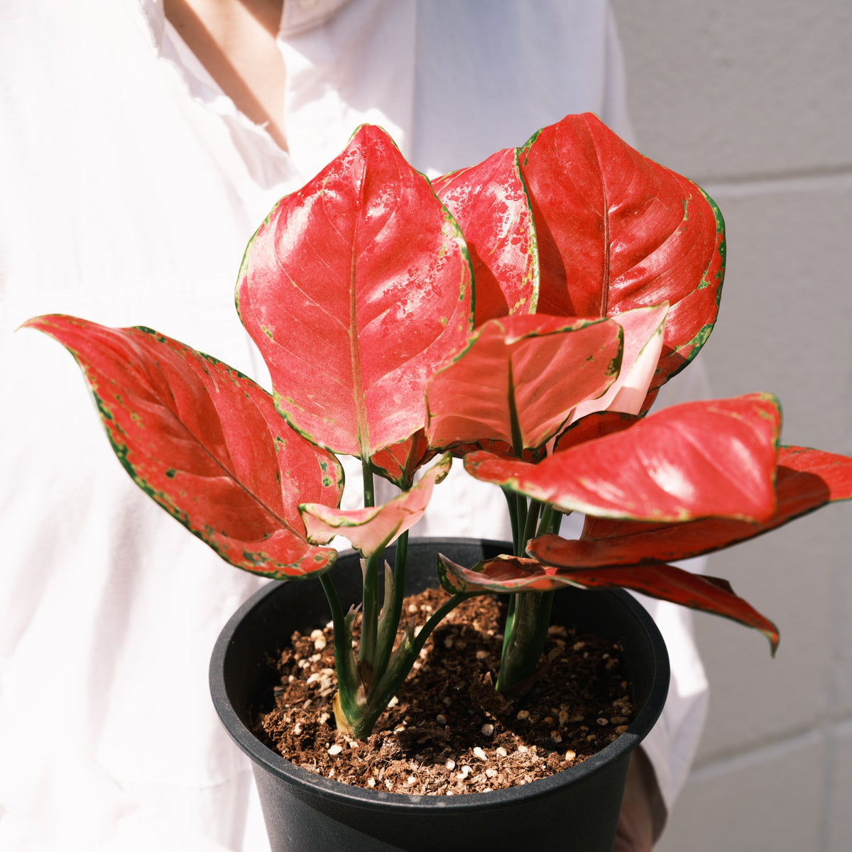 アグラオネマ バレンタインをオーダーするならFlower&amp;Plants tette │ 「手から手へ、想いを運ぶフラワーショップ」【板橋駅徒歩4分】【熟練フローリスト夫婦が運営】【最短2営業日で発送】【24時間365日注文OK】【ギフトは3300円〜】フラワーギフトを手から手へ、想いを込めたブーケやアレンジメントで大切な人に感謝と愛情を。シーンや用途に合わせて選びやすい豊富な種