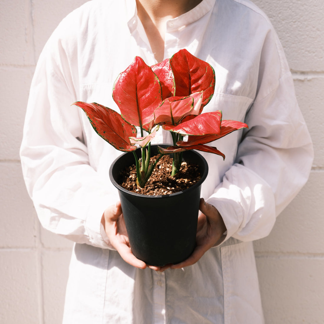 アグラオネマ バレンタインをオーダーするならFlower&amp;Plants tette │ 「手から手へ、想いを運ぶフラワーショップ」【板橋駅徒歩4分】【熟練フローリスト夫婦が運営】【最短2営業日で発送】【24時間365日注文OK】【ギフトは3300円〜】フラワーギフトを手から手へ、想いを込めたブーケやアレンジメントで大切な人に感謝と愛情を。シーンや用途に合わせて選びやすい豊富な種