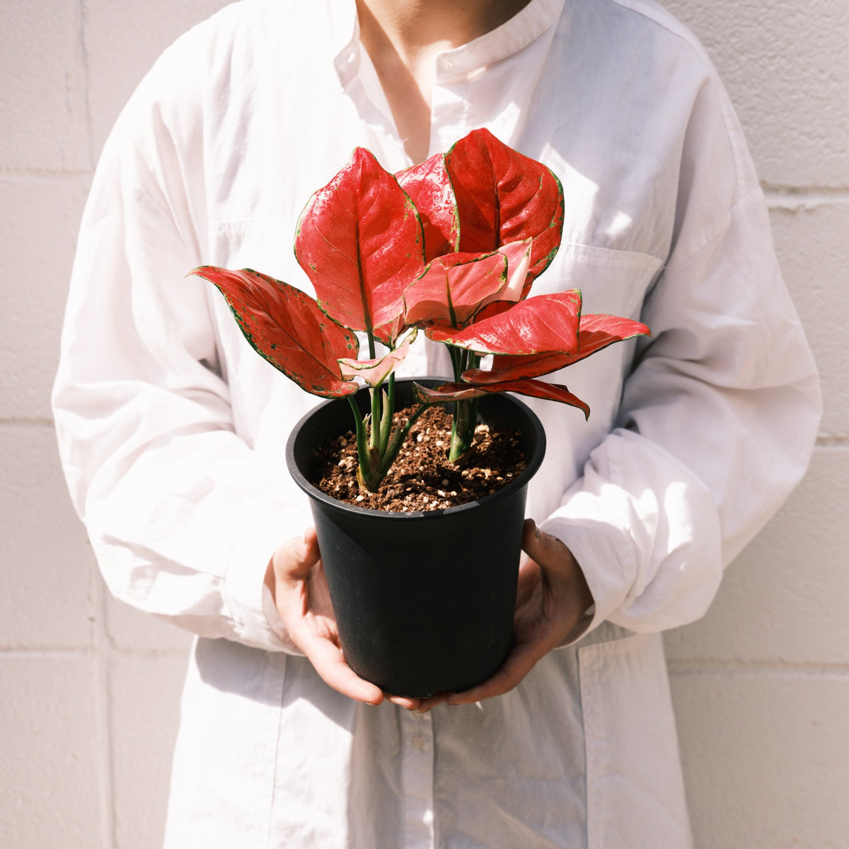 アグラオネマ バレンタインをオーダーするならFlower&amp;Plants tette │ 「手から手へ、想いを運ぶフラワーショップ」【板橋駅徒歩4分】【熟練フローリスト夫婦が運営】【最短2営業日で発送】【24時間365日注文OK】【ギフトは3300円〜】フラワーギフトを手から手へ、想いを込めたブーケやアレンジメントで大切な人に感謝と愛情を。シーンや用途に合わせて選びやすい豊富な種