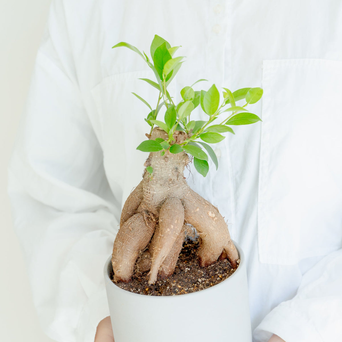 ガジュマル4号　ポットセットをオーダーするならFlower&amp;Plants tette │ 「手から手へ、想いを運ぶフラワーショップ」【板橋駅徒歩4分】【熟練フローリスト夫婦が運営】【最短2営業日で発送】【24時間365日注文OK】【ギフトは3300円〜】フラワーギフトを手から手へ、想いを込めたブーケやアレンジメントで大切な人に感謝と愛情を。シーンや用途に合わせて選びやすい豊富な種