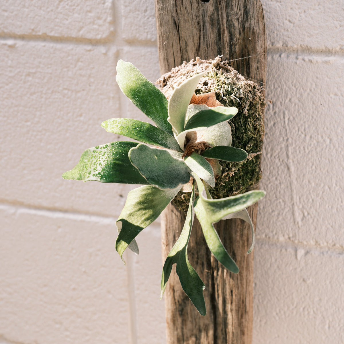 ビカクシダ ビーチーをオーダーするならFlower&amp;Plants tette │ 「手から手へ、想いを運ぶフラワーショップ」【板橋駅徒歩4分】【熟練フローリスト夫婦が運営】【最短2営業日で発送】【24時間365日注文OK】【ギフトは3300円〜】フラワーギフトを手から手へ、想いを込めたブーケやアレンジメントで大切な人に感謝と愛情を。シーンや用途に合わせて選びやすい豊富な種