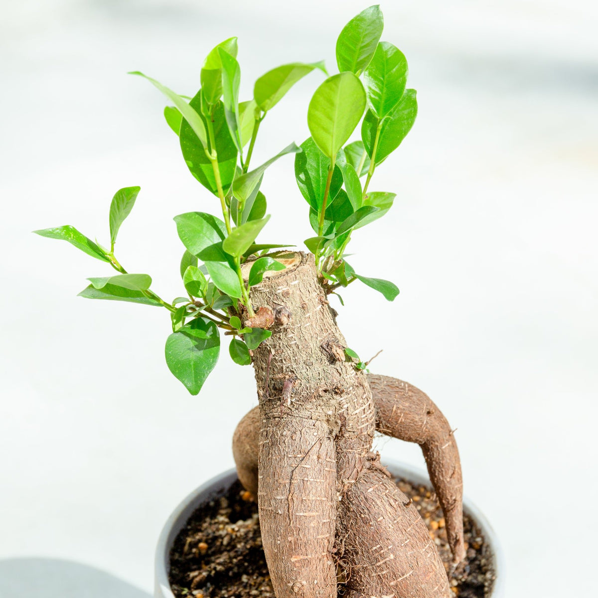 ガジュマル4号　ポットセットをオーダーするならFlower&amp;Plants tette │ 「手から手へ、想いを運ぶフラワーショップ」【板橋駅徒歩4分】【熟練フローリスト夫婦が運営】【最短2営業日で発送】【24時間365日注文OK】【ギフトは3300円〜】フラワーギフトを手から手へ、想いを込めたブーケやアレンジメントで大切な人に感謝と愛情を。シーンや用途に合わせて選びやすい豊富な種