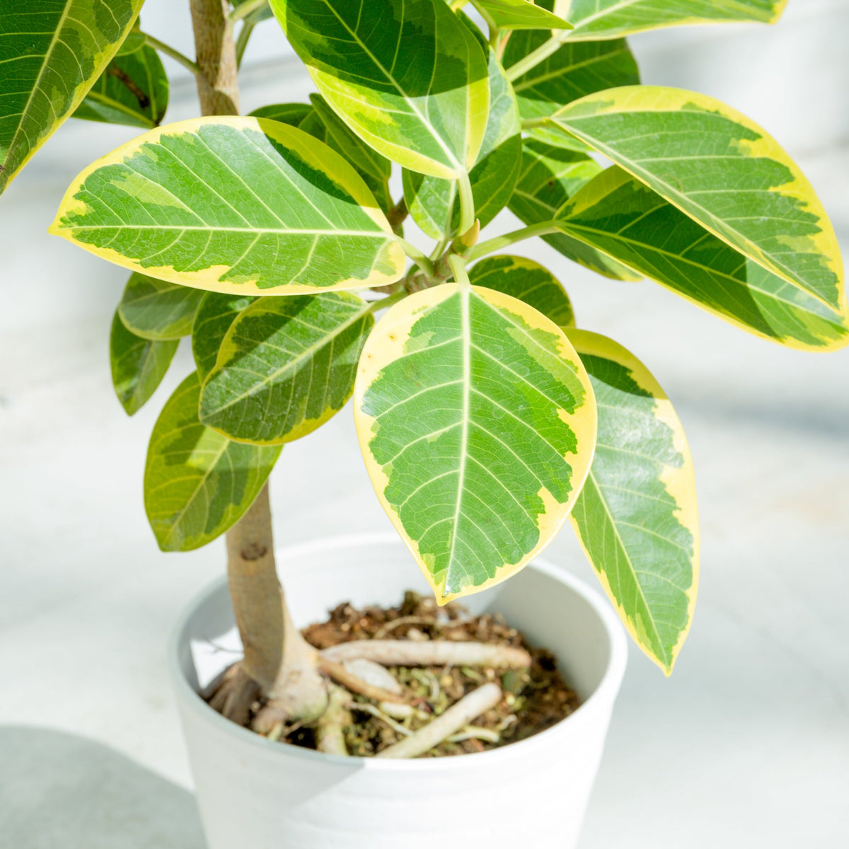 フィカス アルテシマ 7号をオーダーするならFlower&amp;Plants tette │ 「手から手へ、想いを運ぶフラワーショップ」【板橋駅徒歩4分】【熟練フローリスト夫婦が運営】【最短2営業日で発送】【24時間365日注文OK】【ギフトは3300円〜】フラワーギフトを手から手へ、想いを込めたブーケやアレンジメントで大切な人に感謝と愛情を。シーンや用途に合わせて選びやすい豊富な種