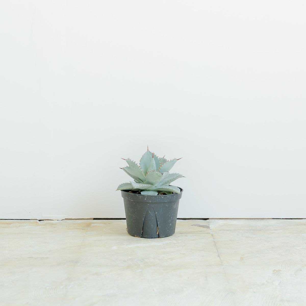 アガベ ドラゴントゥース 5号をオーダーするならFlower&amp;Plants tette │ 「手から手へ、想いを運ぶフラワーショップ」【板橋駅徒歩4分】【熟練フローリスト夫婦が運営】【最短2営業日で発送】【24時間365日注文OK】【ギフトは3300円〜】フラワーギフトを手から手へ、想いを込めたブーケやアレンジメントで大切な人に感謝と愛情を。シーンや用途に合わせて選びやすい豊富な種