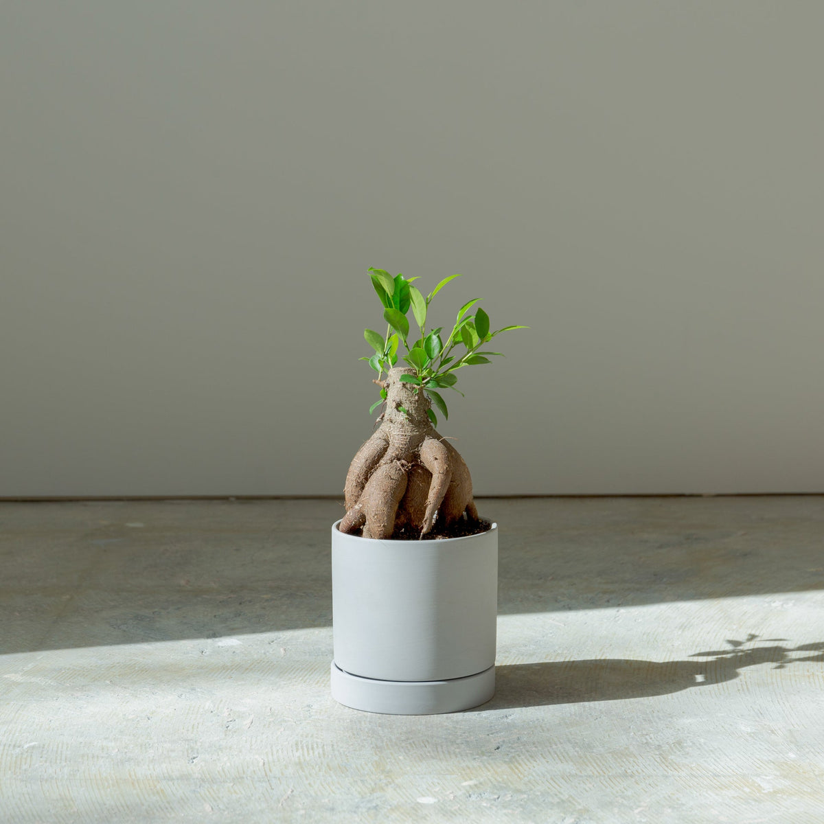ガジュマル4号　ポットセットをオーダーするならFlower&amp;Plants tette │ 「手から手へ、想いを運ぶフラワーショップ」【板橋駅徒歩4分】【熟練フローリスト夫婦が運営】【最短2営業日で発送】【24時間365日注文OK】【ギフトは3300円〜】フラワーギフトを手から手へ、想いを込めたブーケやアレンジメントで大切な人に感謝と愛情を。シーンや用途に合わせて選びやすい豊富な種