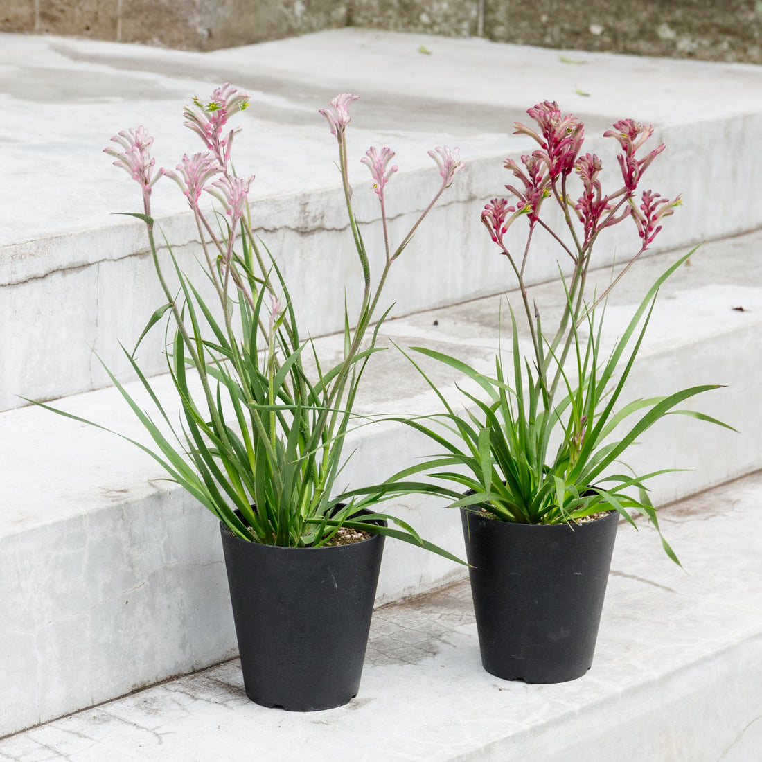 カンガルーポウ　ブッシュ・ジェムをオーダーするならFlower&amp;Plants tette │ 「手から手へ、想いを運ぶフラワーショップ」【板橋駅徒歩4分】【熟練フローリスト夫婦が運営】【最短2営業日で発送】【24時間365日注文OK】【ギフトは3300円〜】フラワーギフトを手から手へ、想いを込めたブーケやアレンジメントで大切な人に感謝と愛情を。シーンや用途に合わせて選びやすい豊富な種