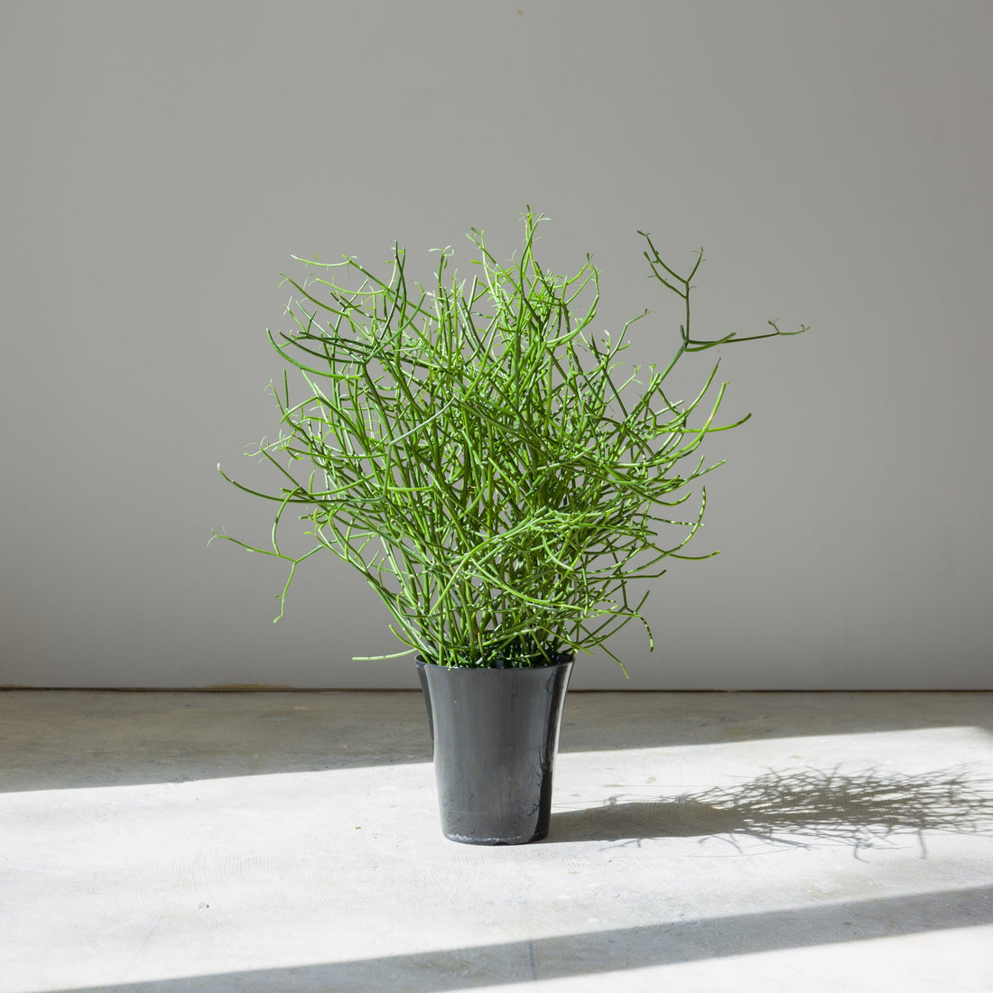 ミルクブッシュをオーダーするならFlower&amp;Plants tette │ 「手から手へ、想いを運ぶフラワーショップ」【板橋駅徒歩4分】【熟練フローリスト夫婦が運営】【最短2営業日で発送】【24時間365日注文OK】【ギフトは3300円〜】フラワーギフトを手から手へ、想いを込めたブーケやアレンジメントで大切な人に感謝と愛情を。シーンや用途に合わせて選びやすい豊富な種